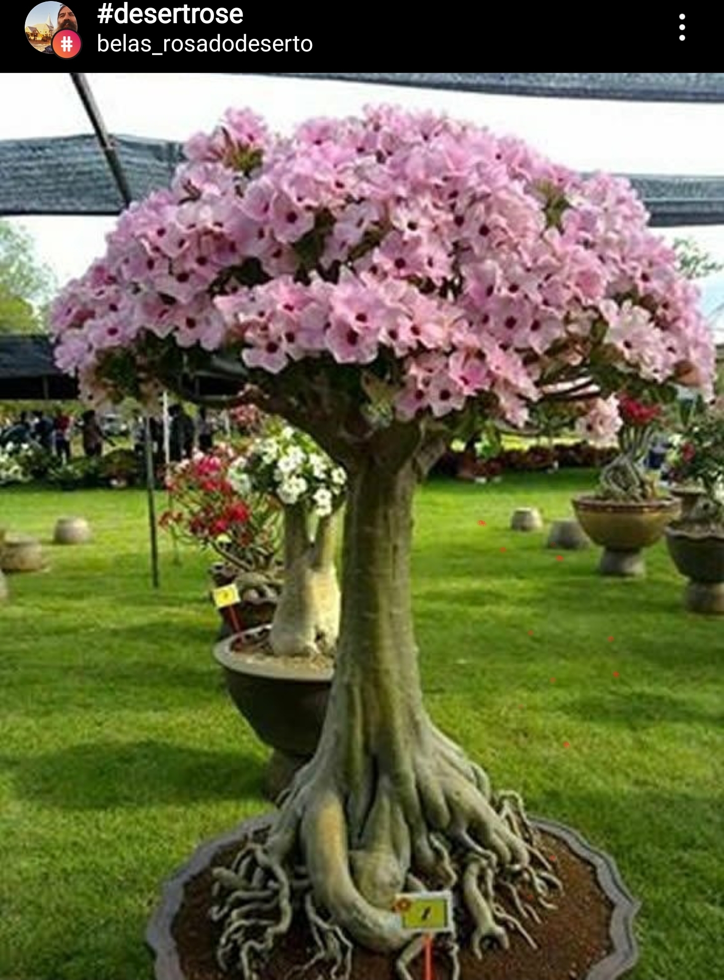 How does one grow an Adenium with a trunk like this? r/Adenium