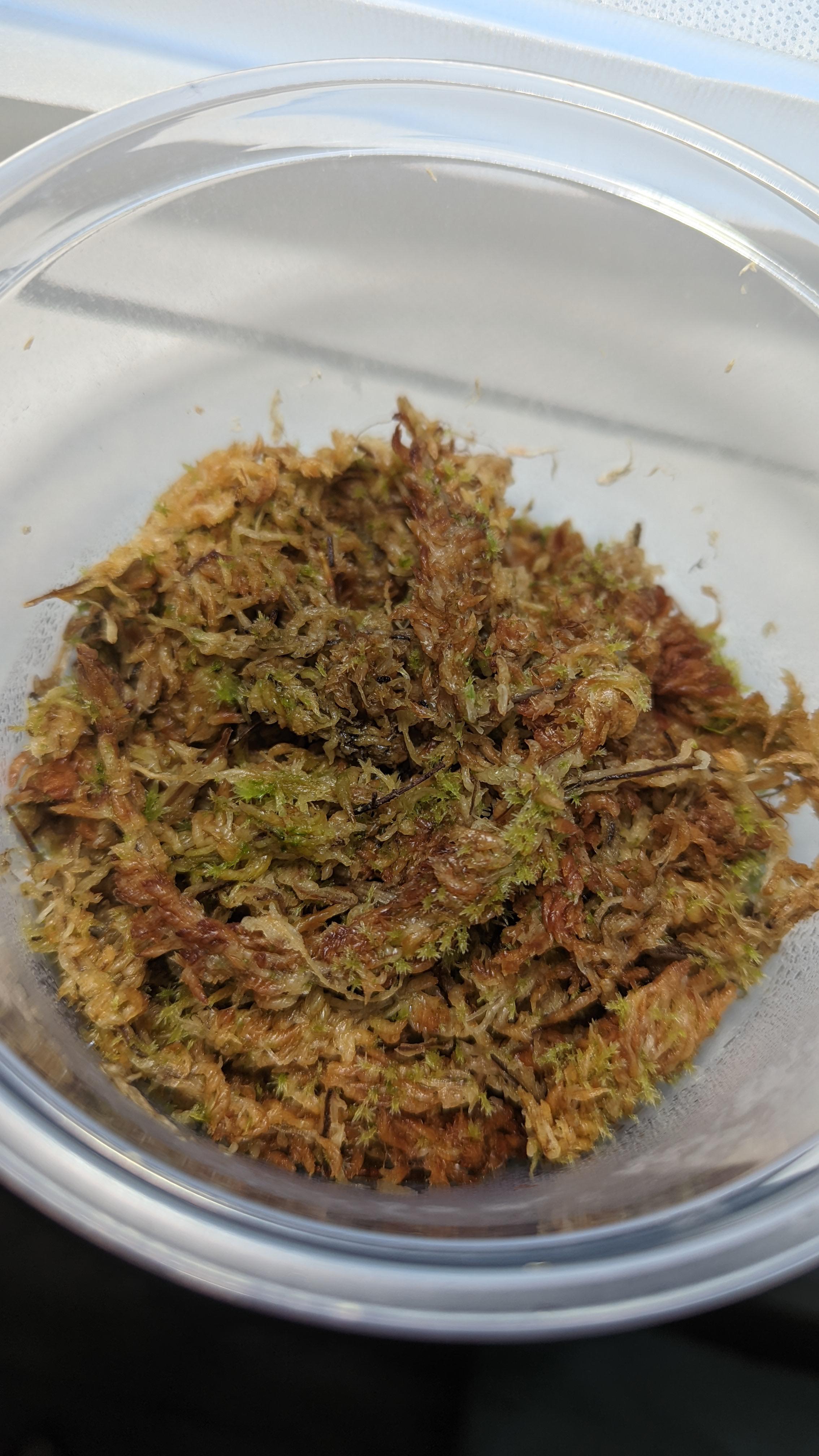 Reviving dried spagnum moss r/Mosses