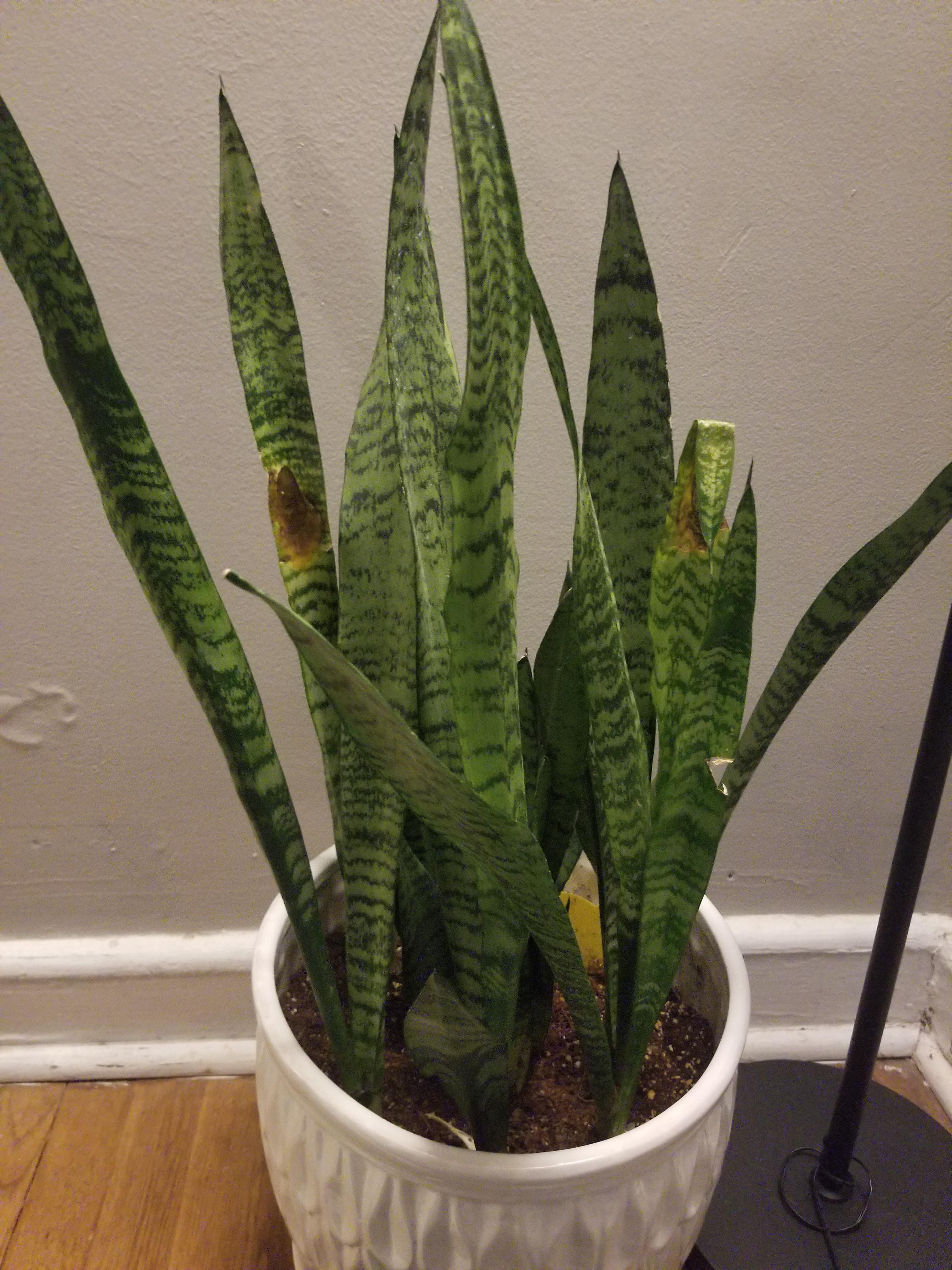Why is my snake plant getting random brown spots? More care details in