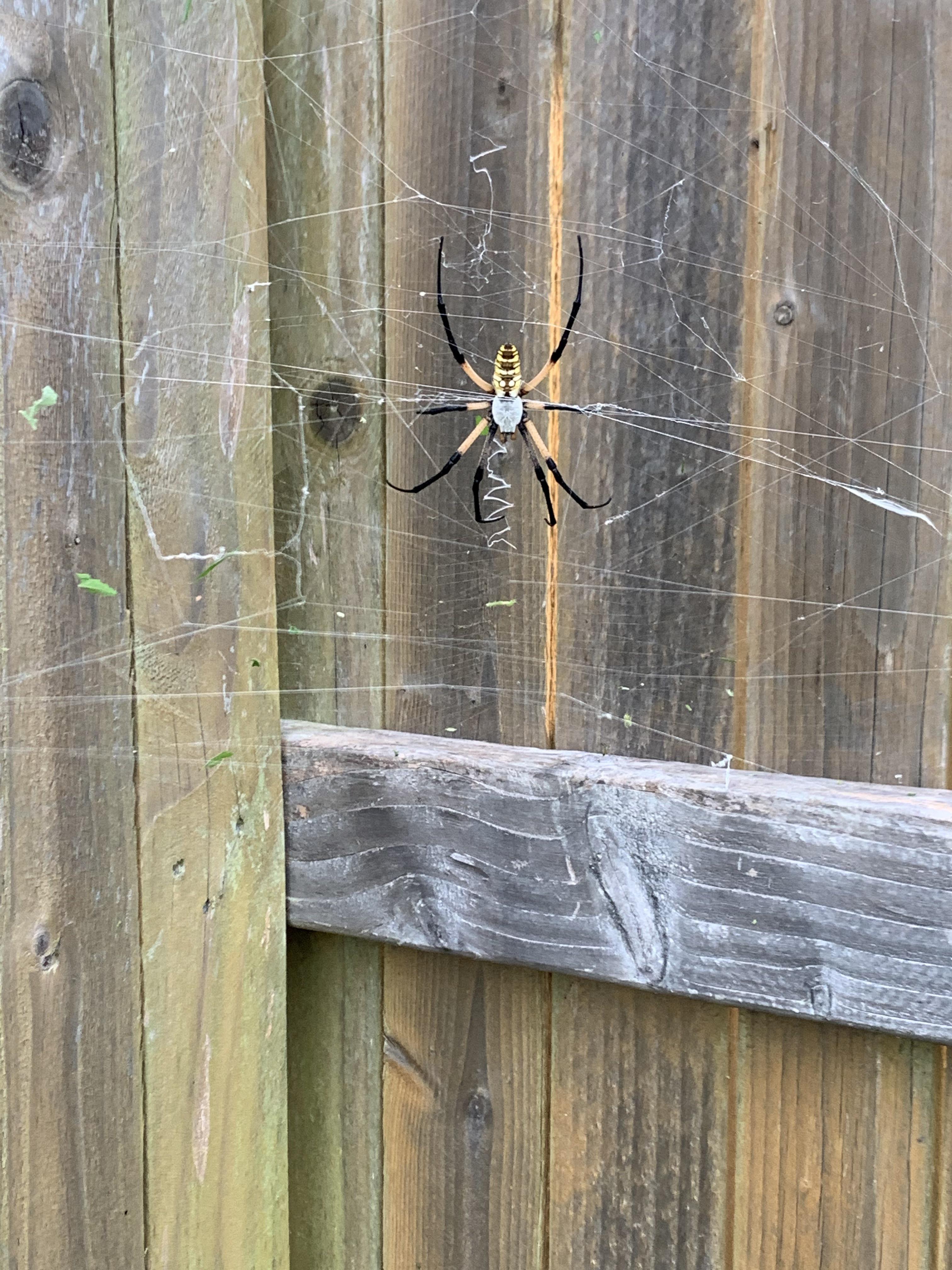 Banana Spider I think? South Texas. I’d like a confirmation. r