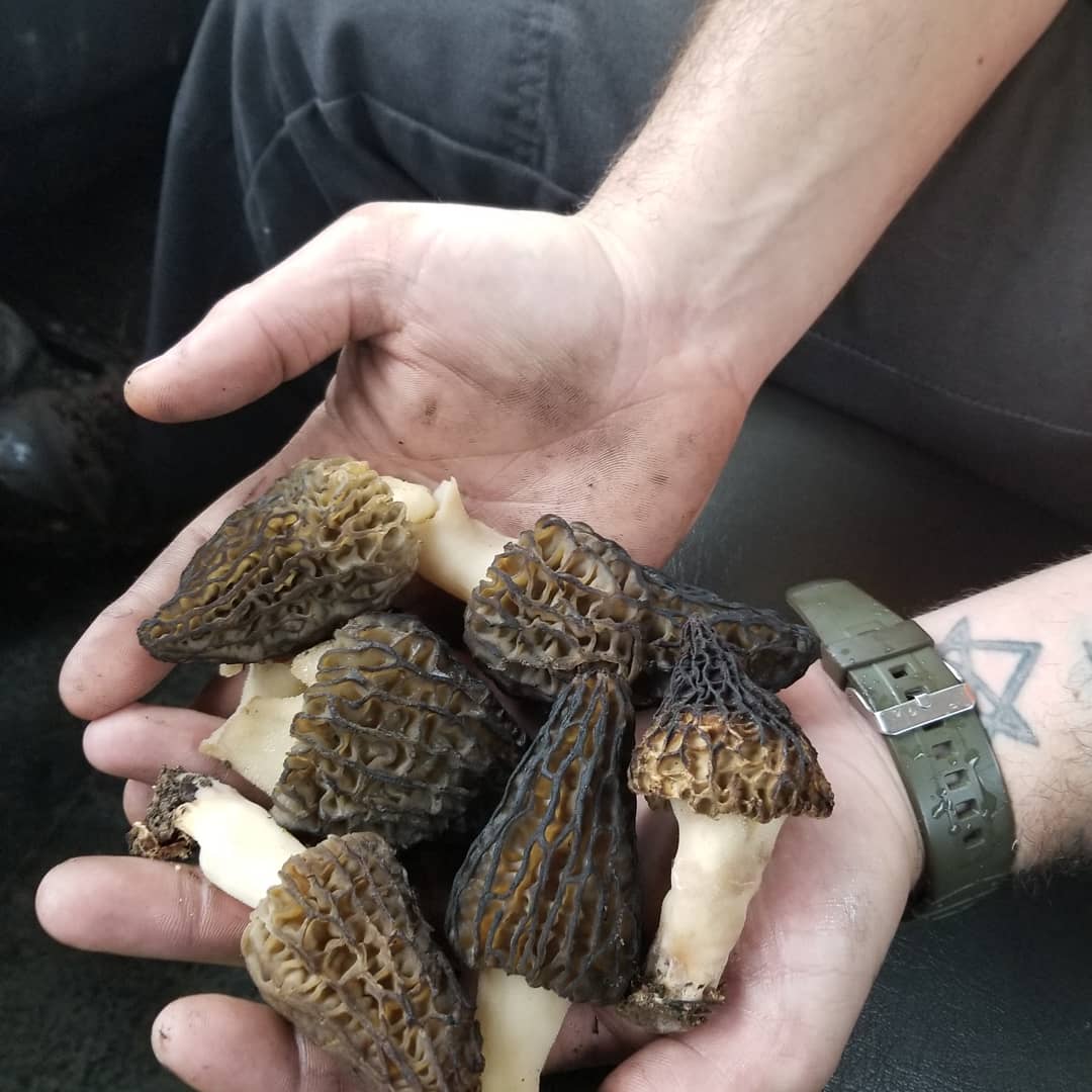 Found a total of 8 morels today in Tennessee r/mushroom_hunting
