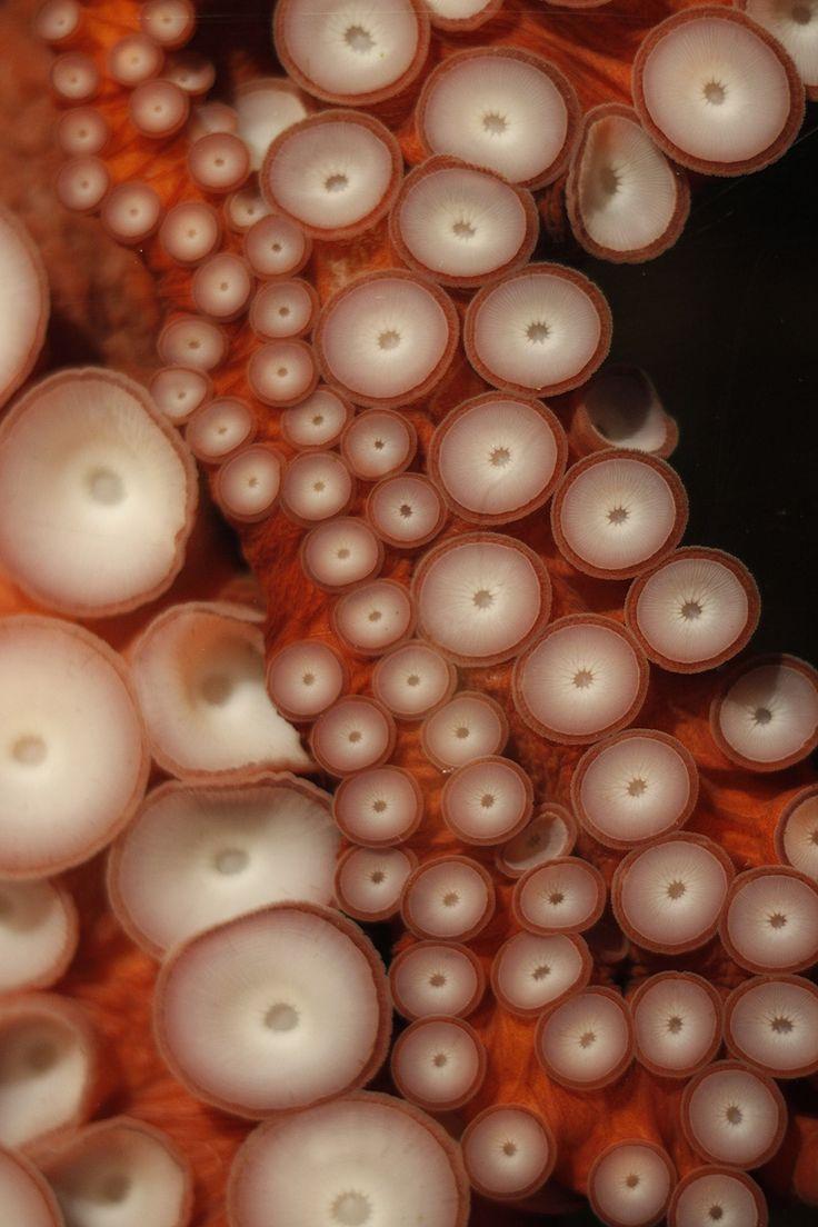 Octopus Suction Cups trypophobia
