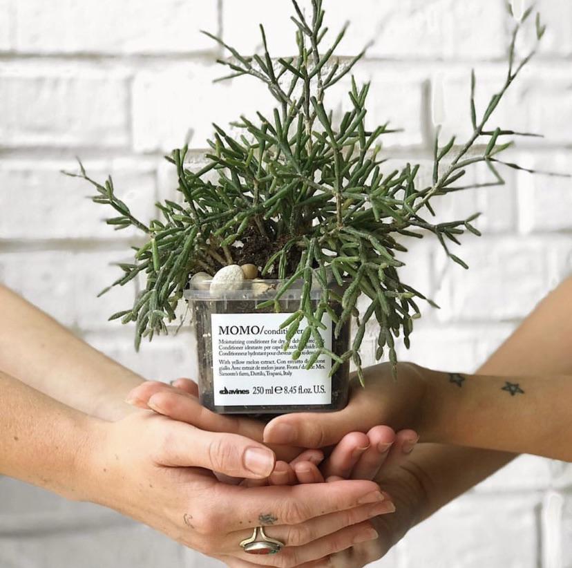 Thin and branchy plant that looks like a cactus up close and has soft