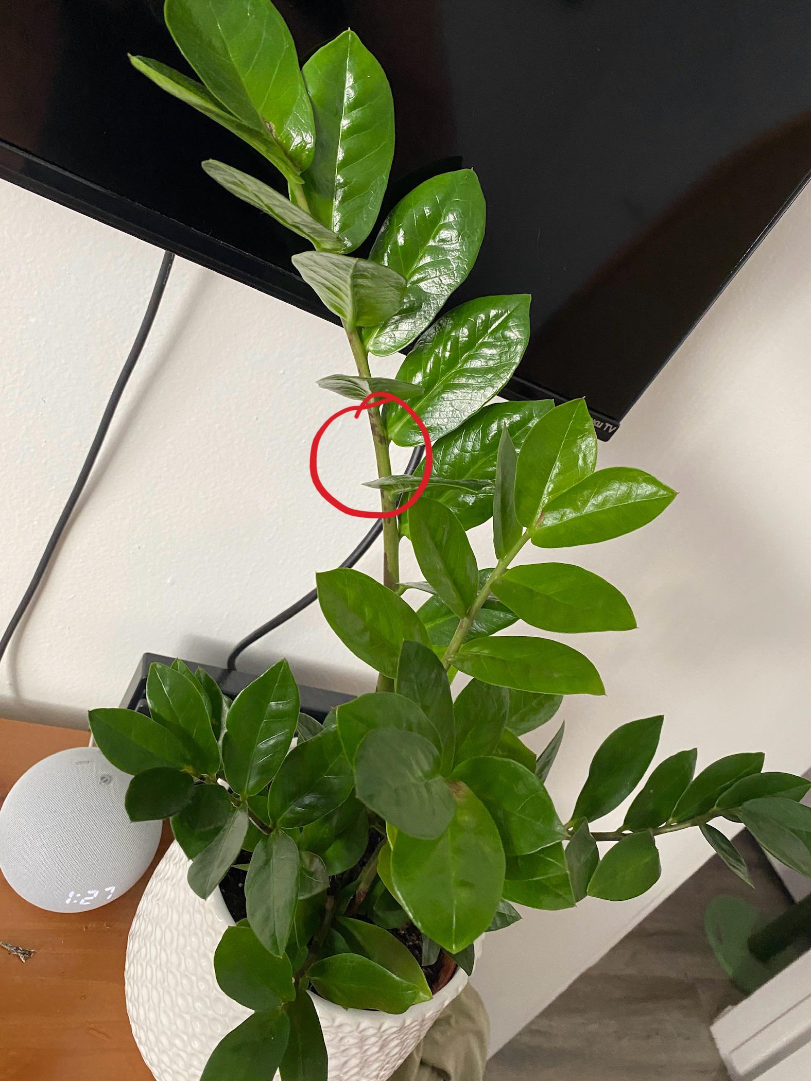 Will new stems spray if I trim my Zz Plant? r/plants
