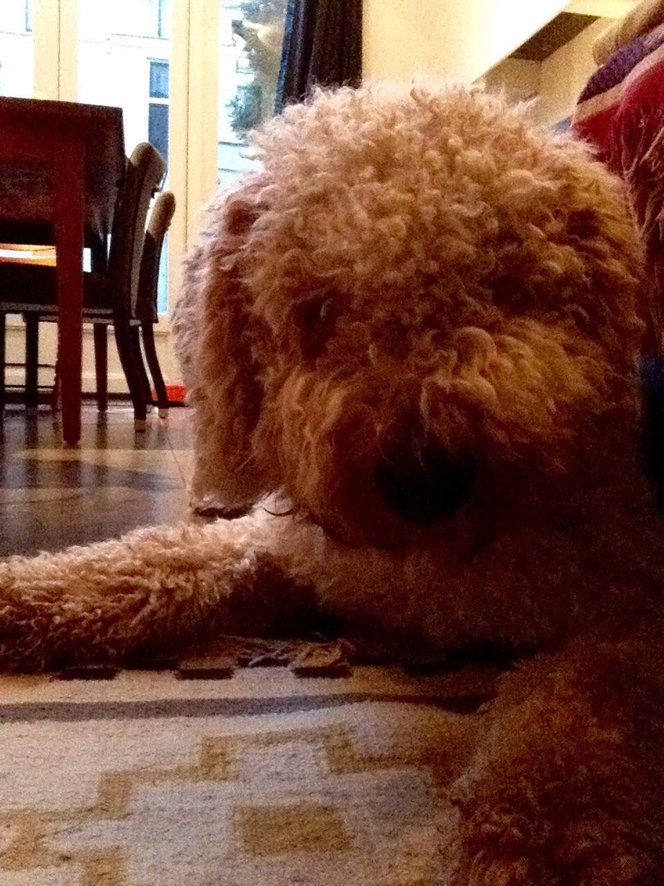 This is my best friend. reddit, meet Naja. (Her name means little