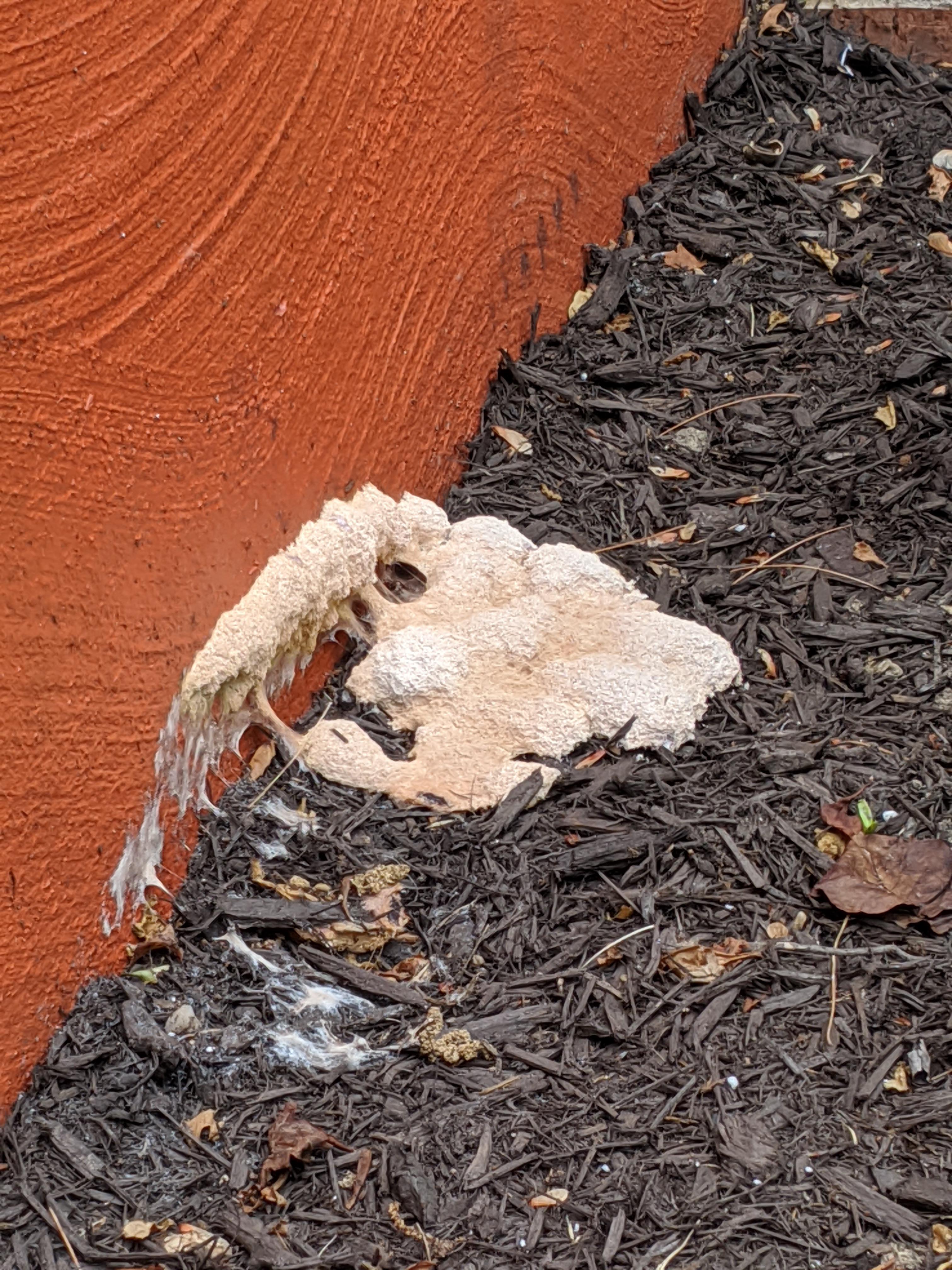 "Dogs Vomit" Slime Mold appeared overnight. Weirdest mold I've ever