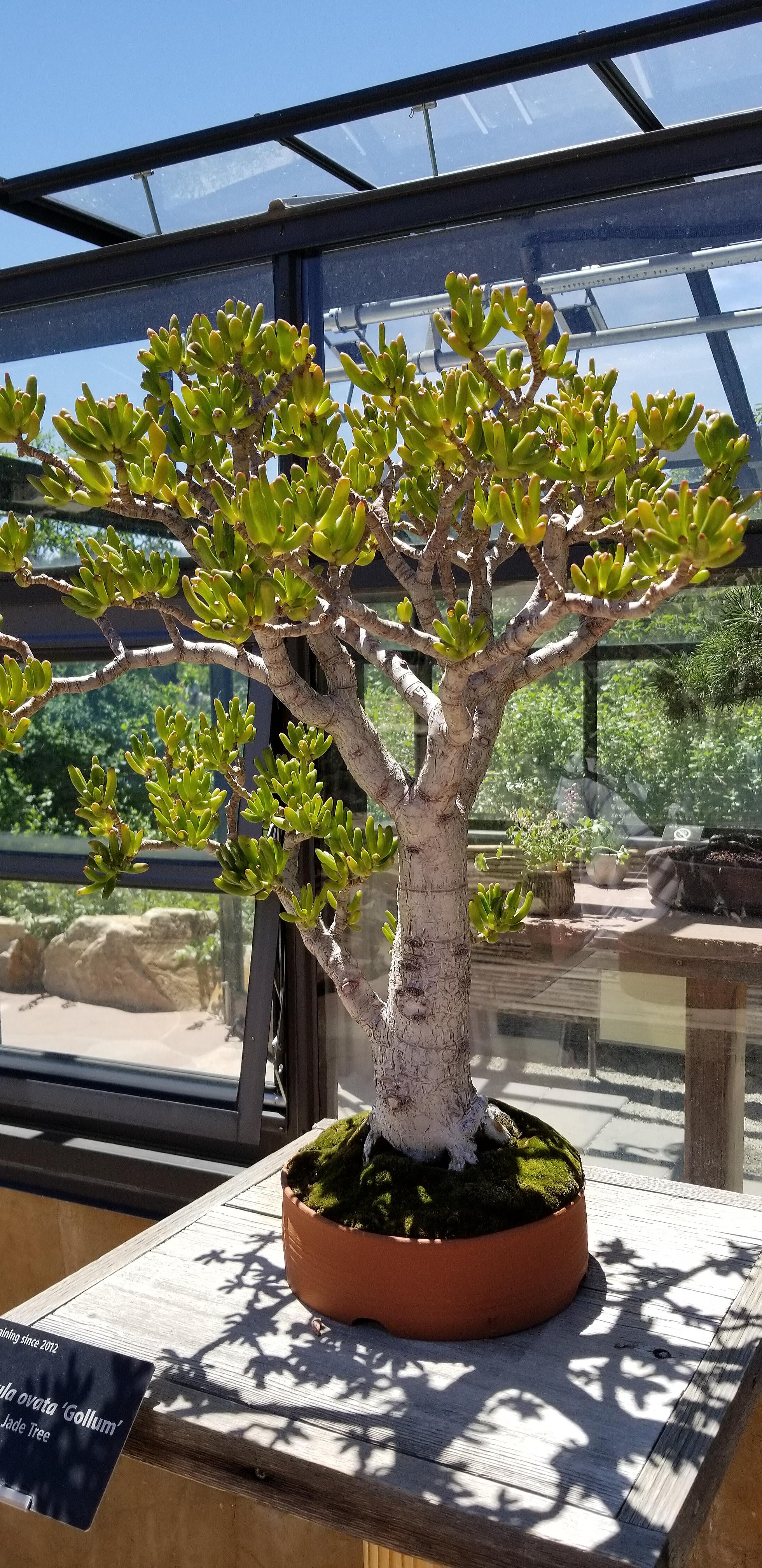 Bonsai jade I saw at the Denver Botanical Gardens r/succulents