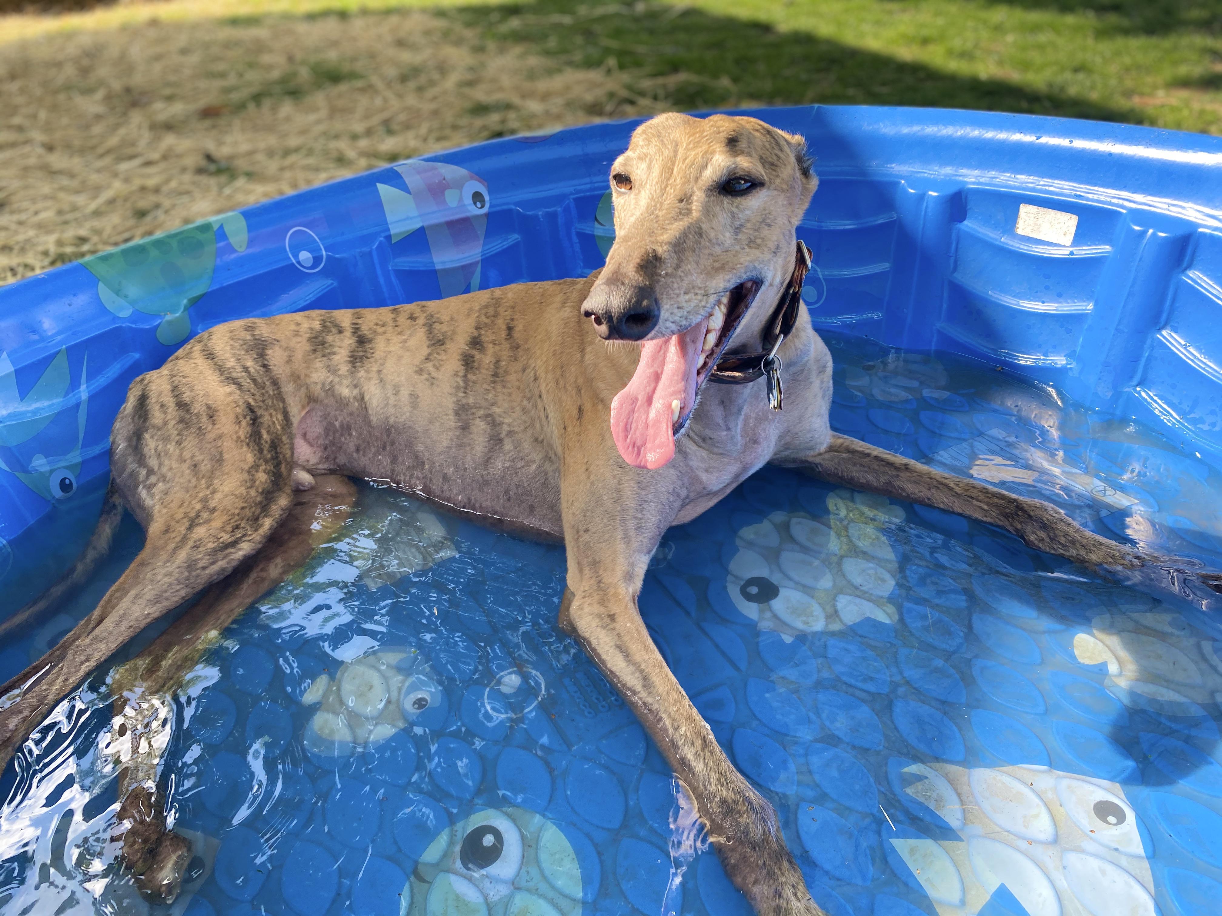 Greyhound Jumping Into Pool at Anthony Gorski blog