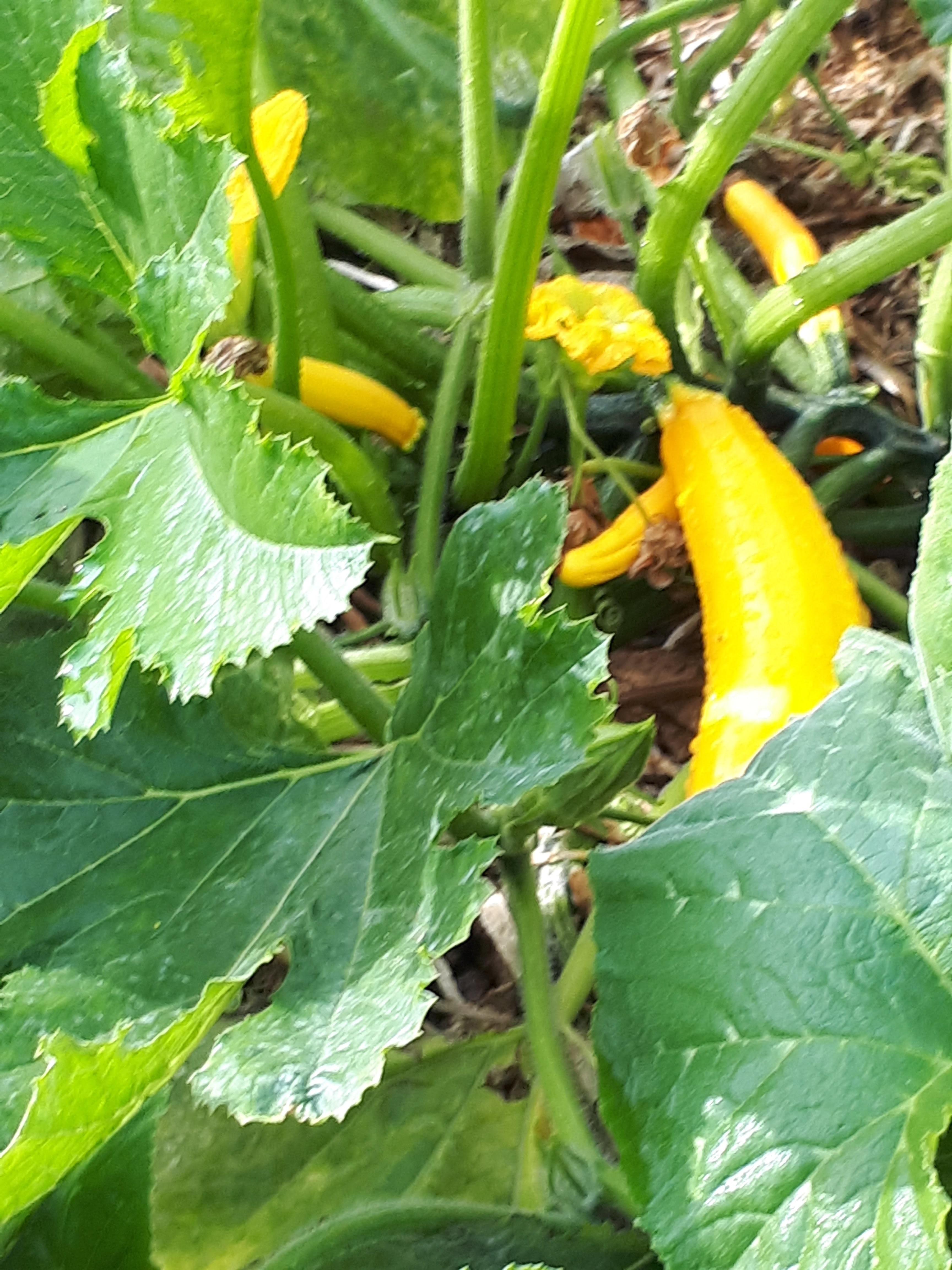 Zucchini flowering in May! What is going on!? r/Adelaide