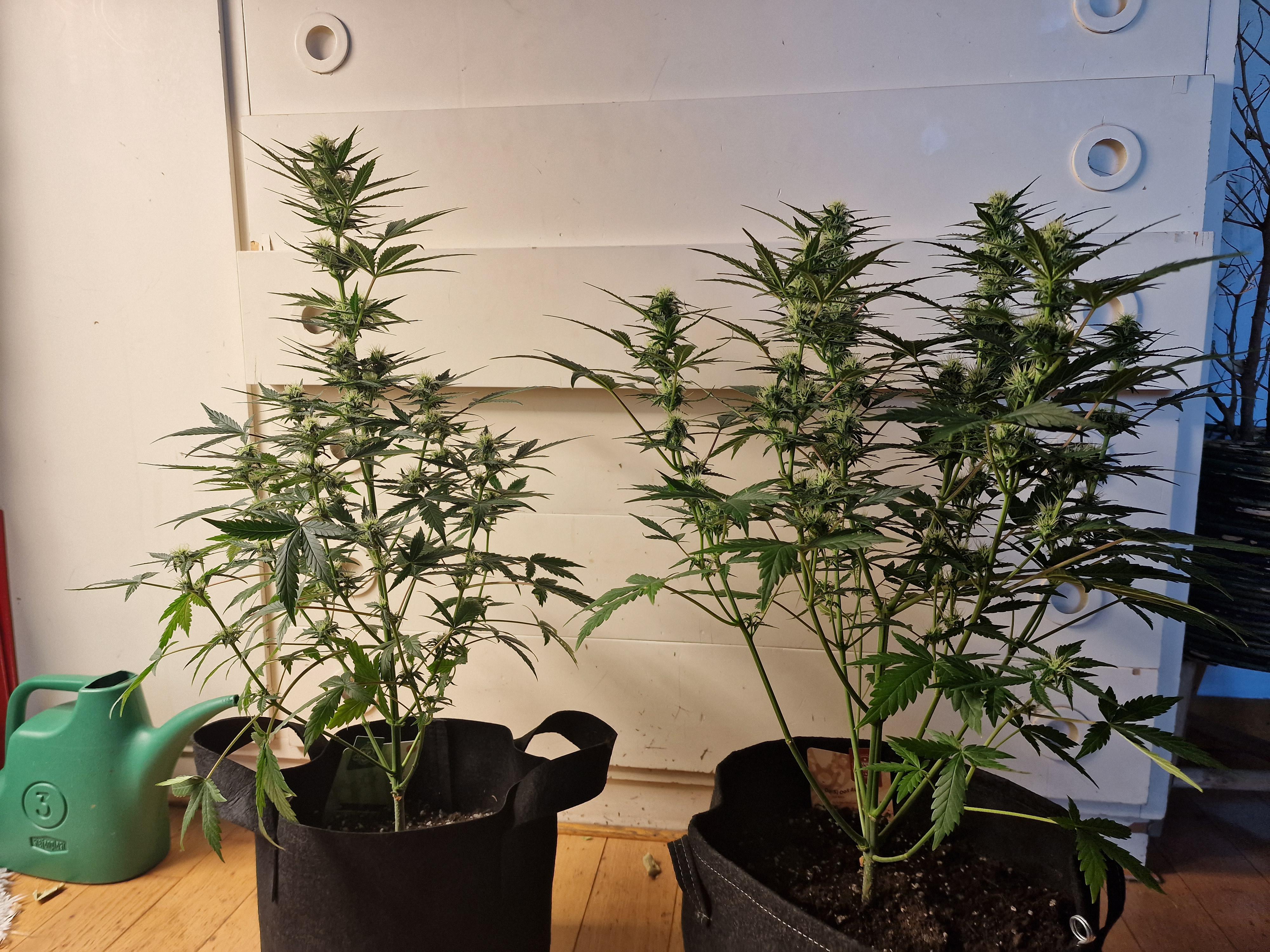 non topped Vs topped r/Autoflowers