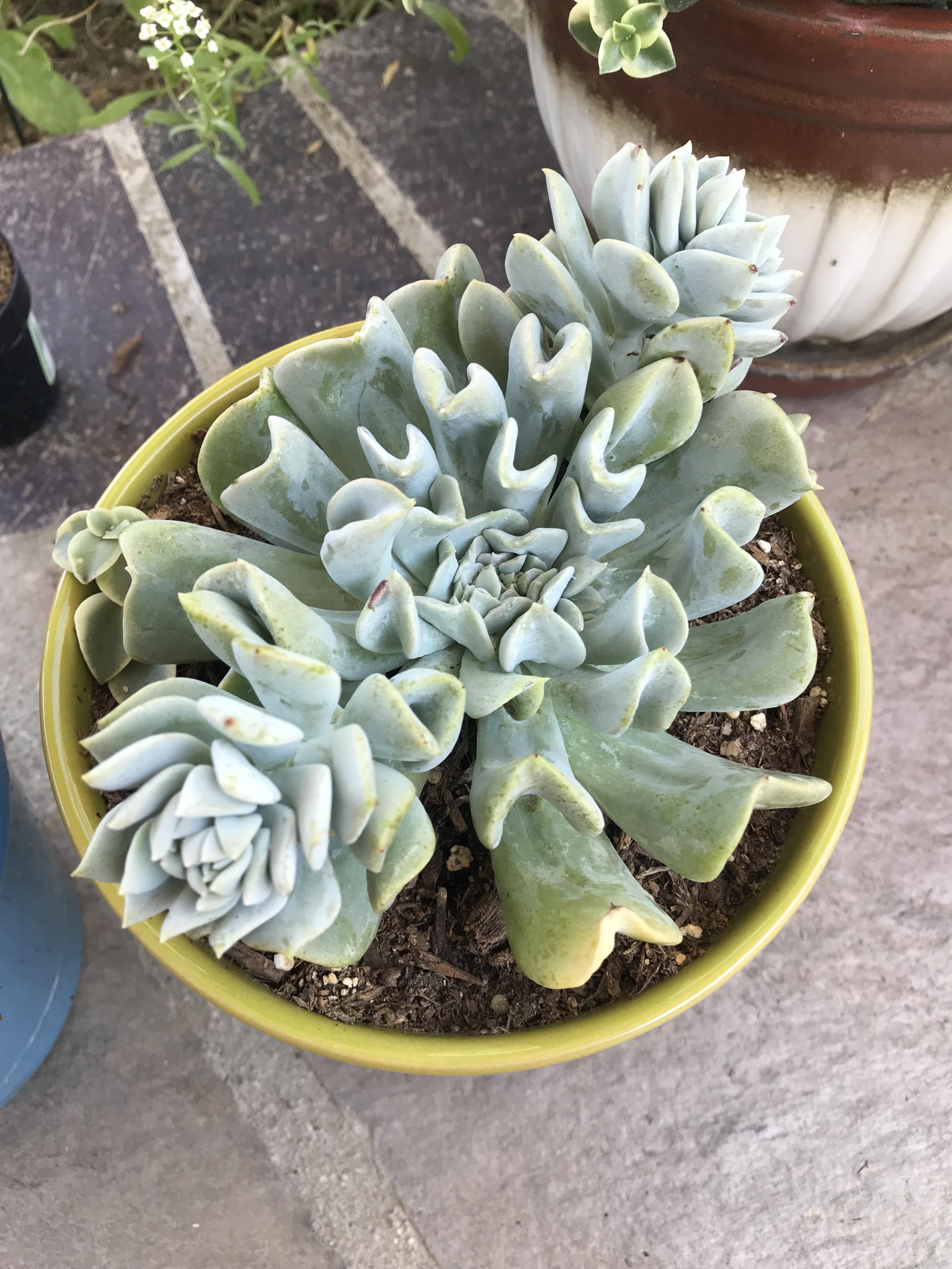 Succulent Turning Yellow Best Succulent Ideas