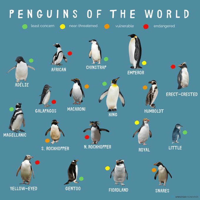 Penguin Species Guide coolguides
