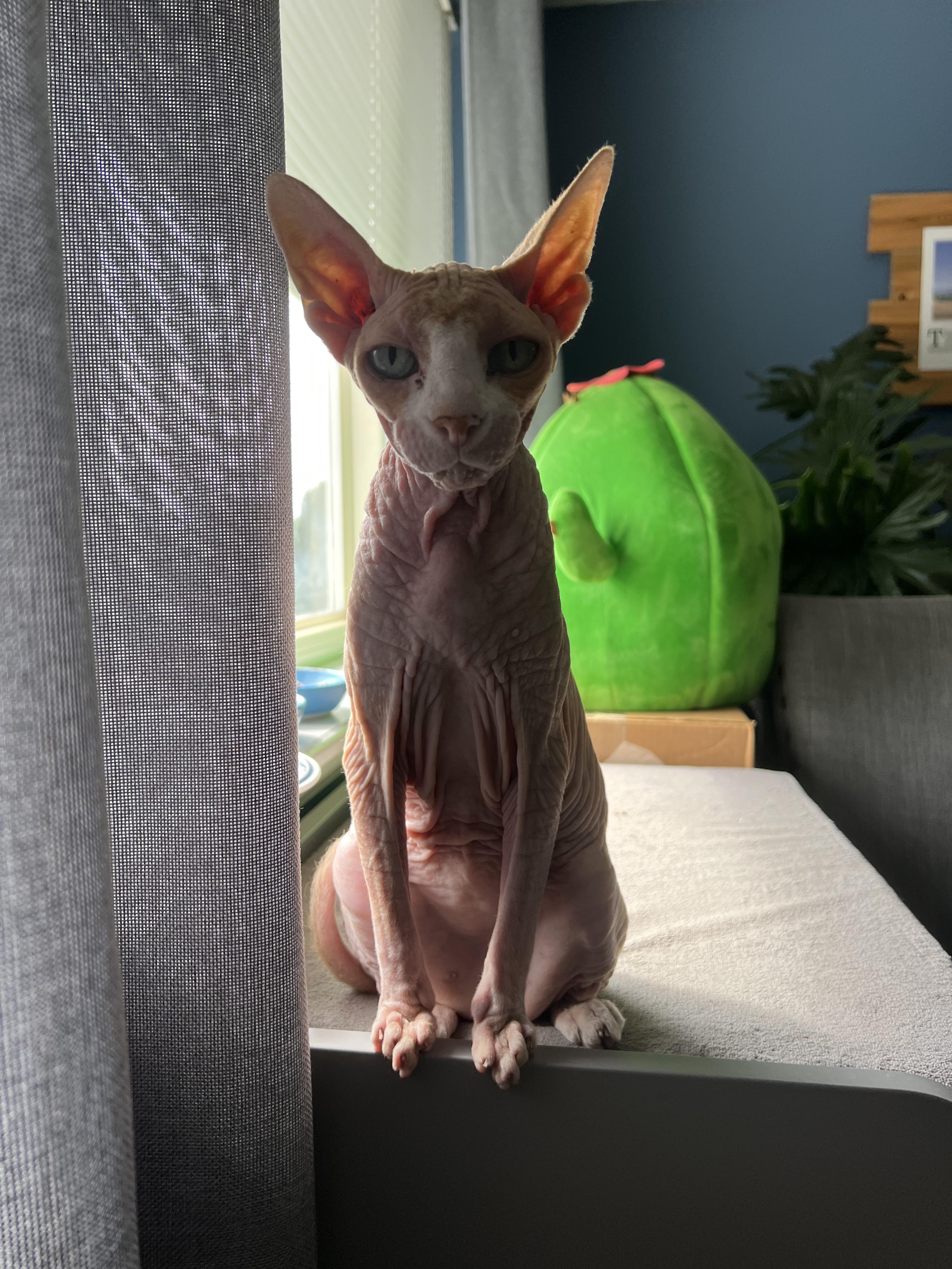 Do you think regular cats are this wrinkly under their hair? r/sphynx