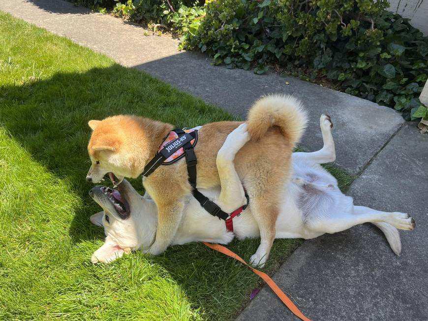 Shiba vs. Labrador r/shiba