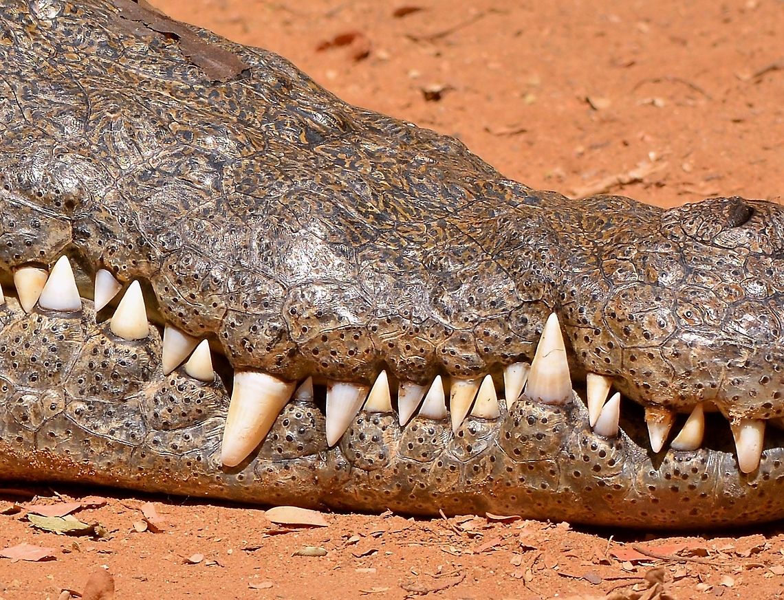 Nile crocodile's teeth r/natureismetal