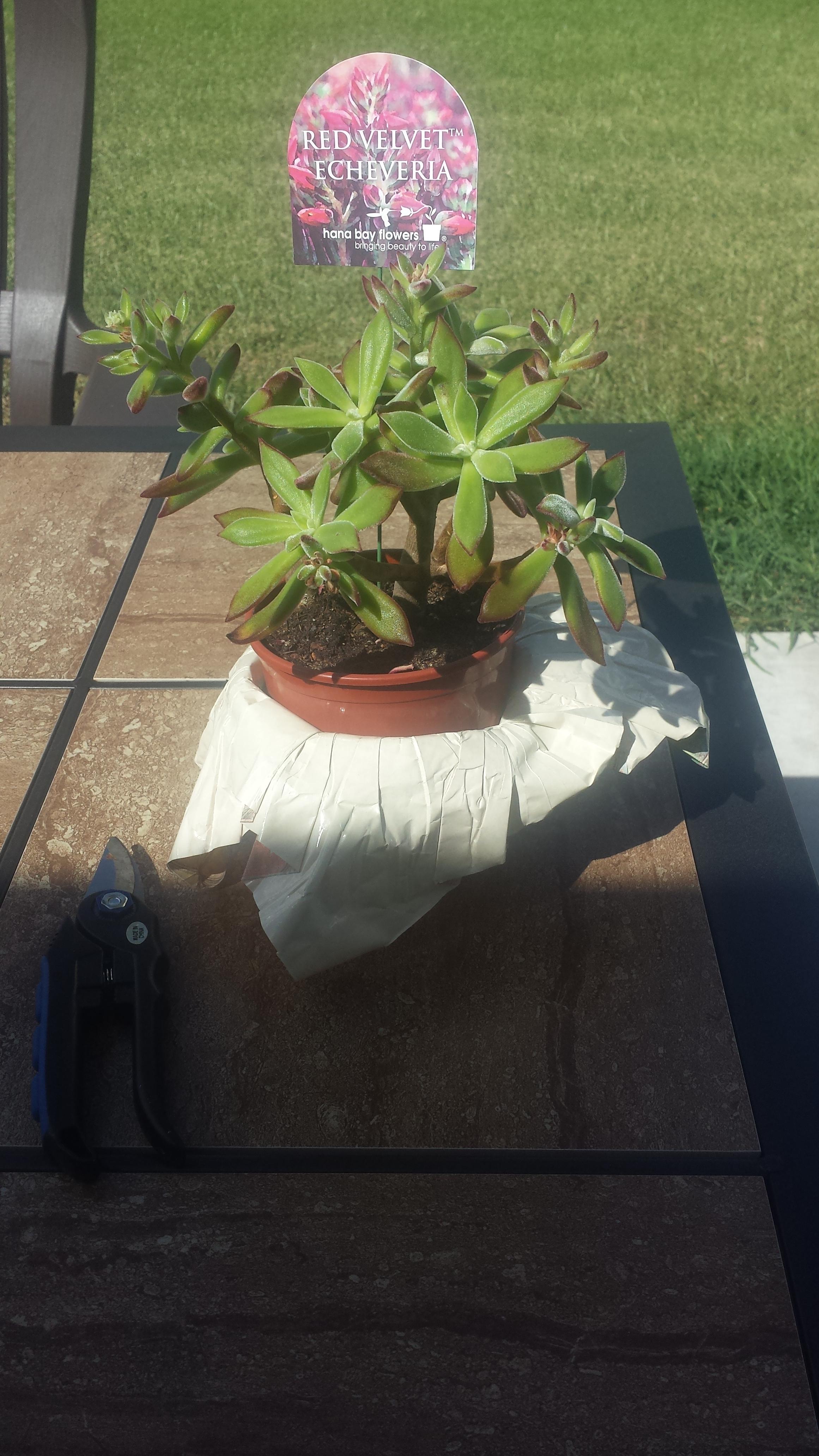 Did some pruning, had to cut off the dead flowers. It looks so much