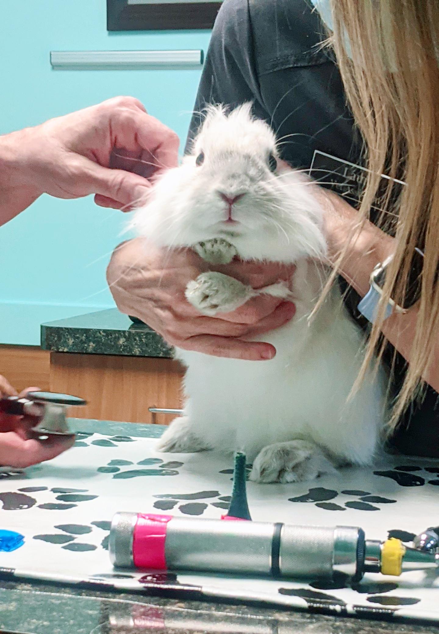 Gandalf's First Vet Visit! (Should I get him neutered?) r/Rabbits