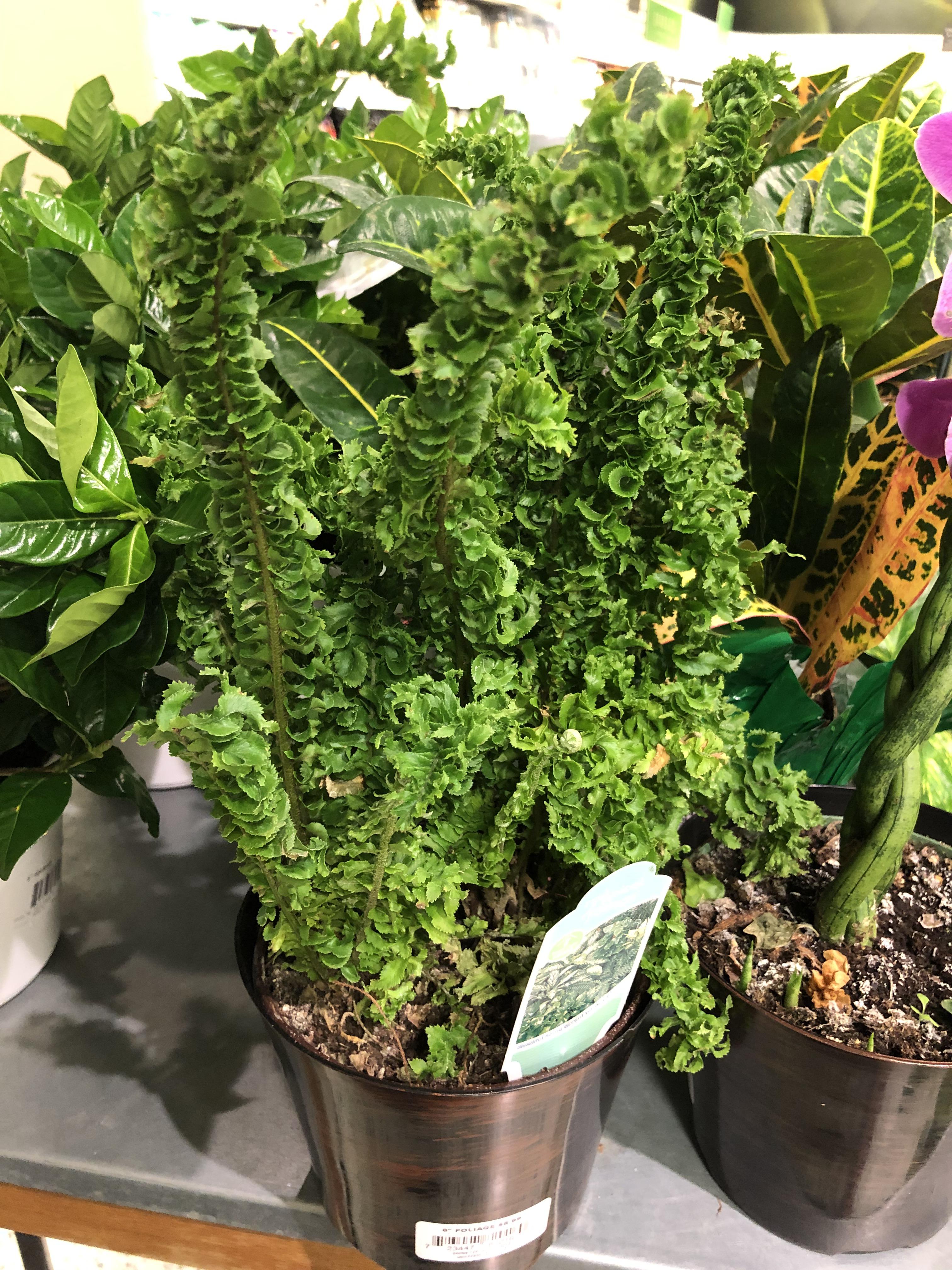What is this plant? Saw it at Publix, and the label just says “tropical