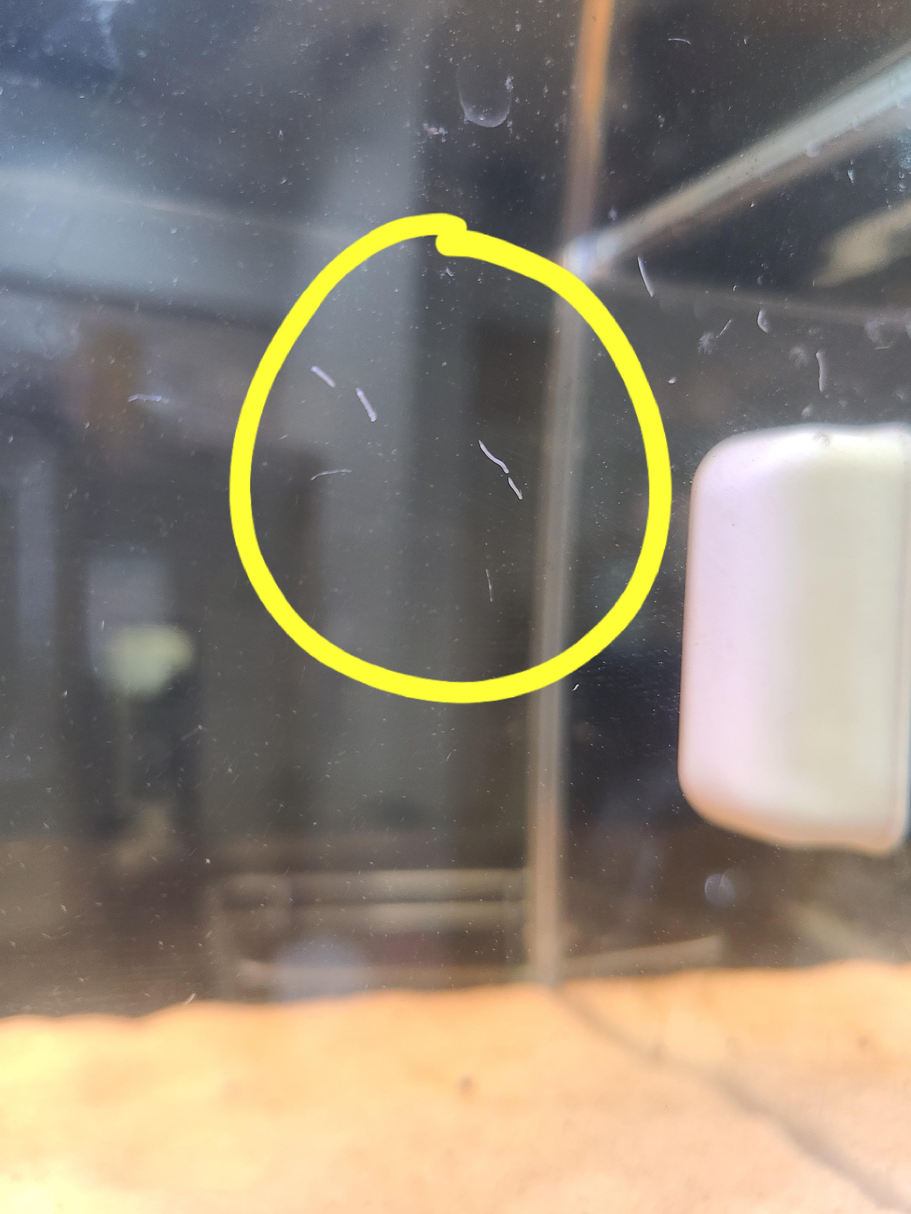 Noticed this white worms on the glass of one my aquariums. Im thinking