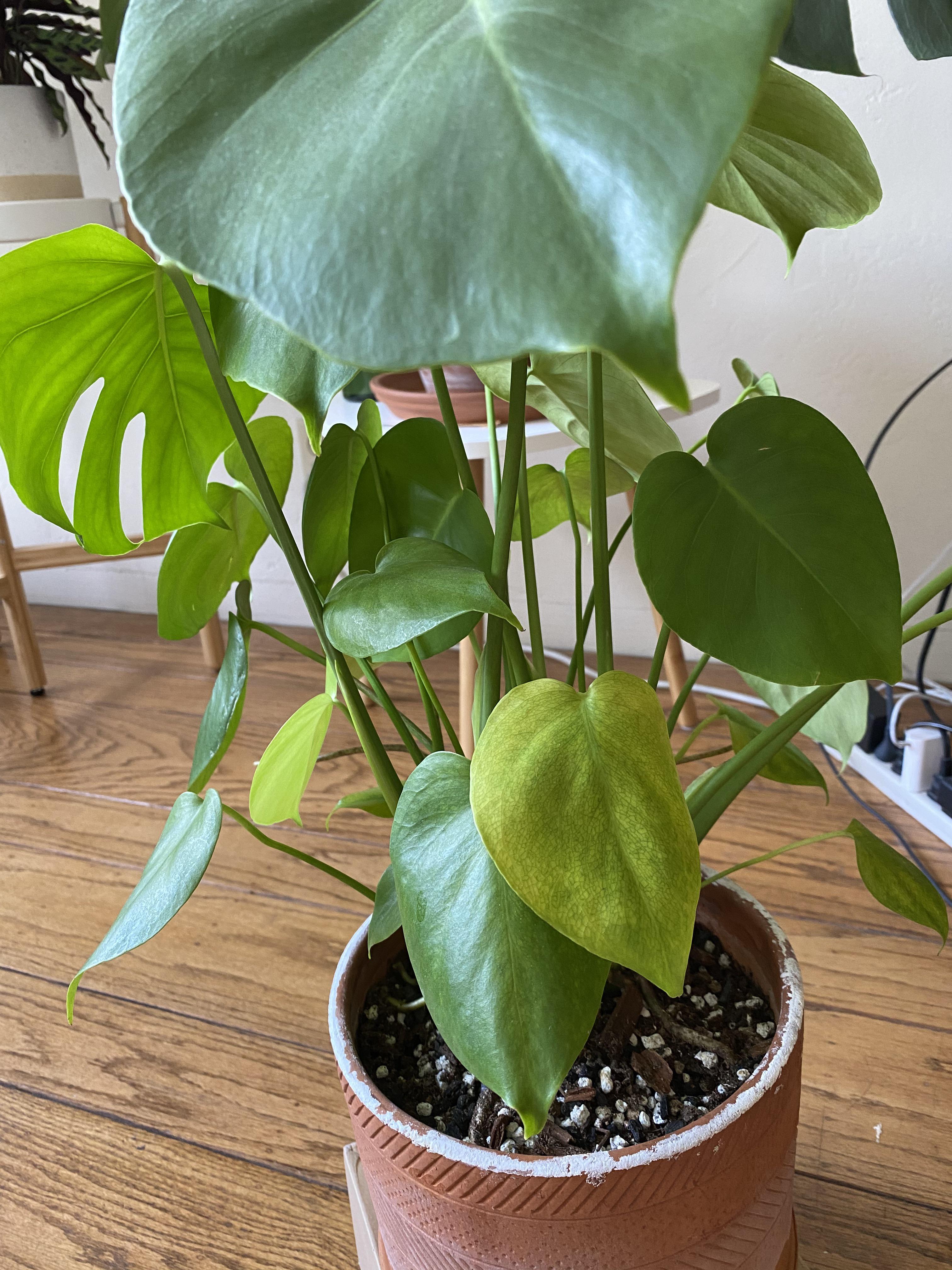 The oldest leaves started turning yellow after repotting. Is this