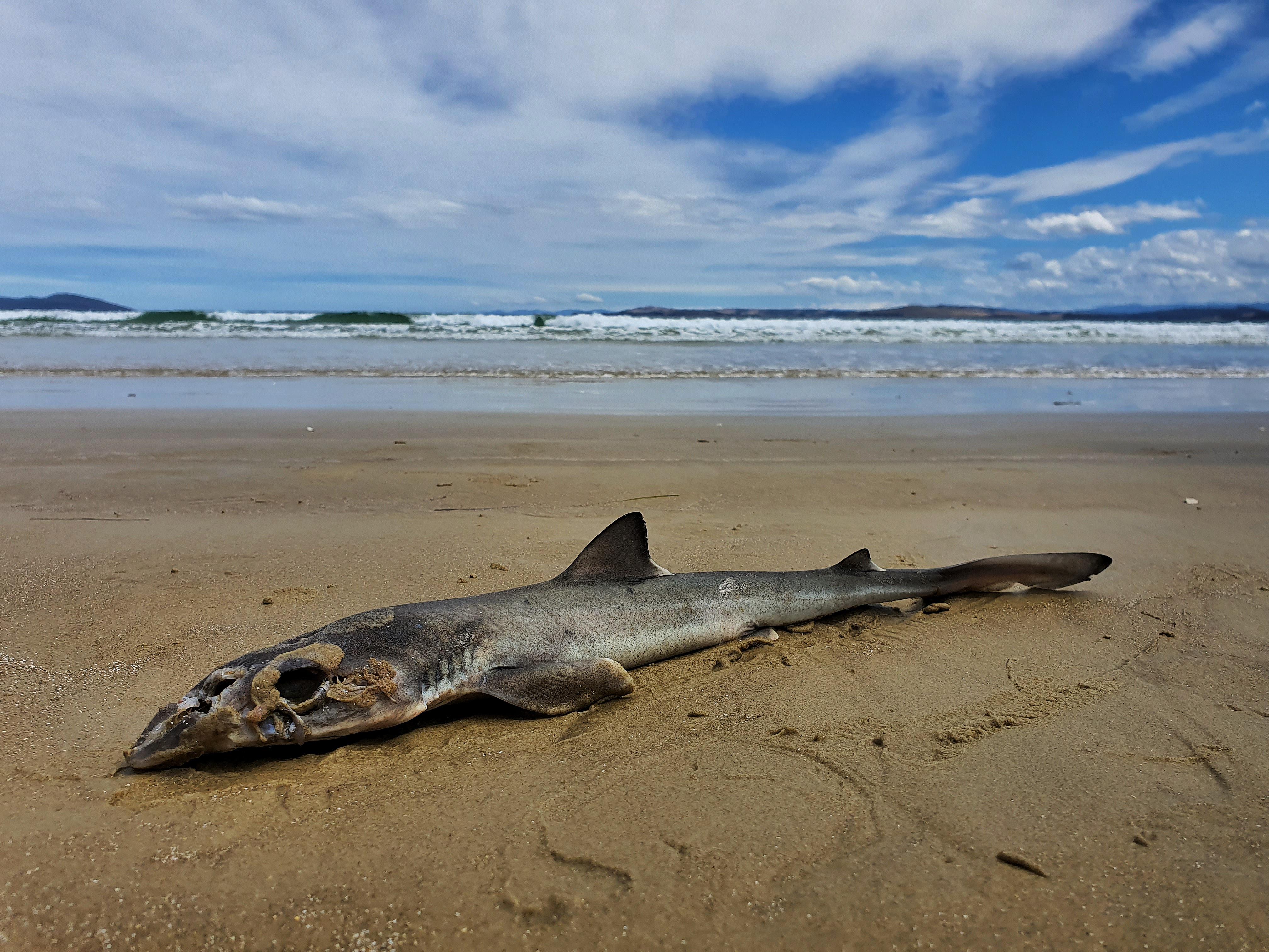 A neat little baby shark i found on the beach today r/pics