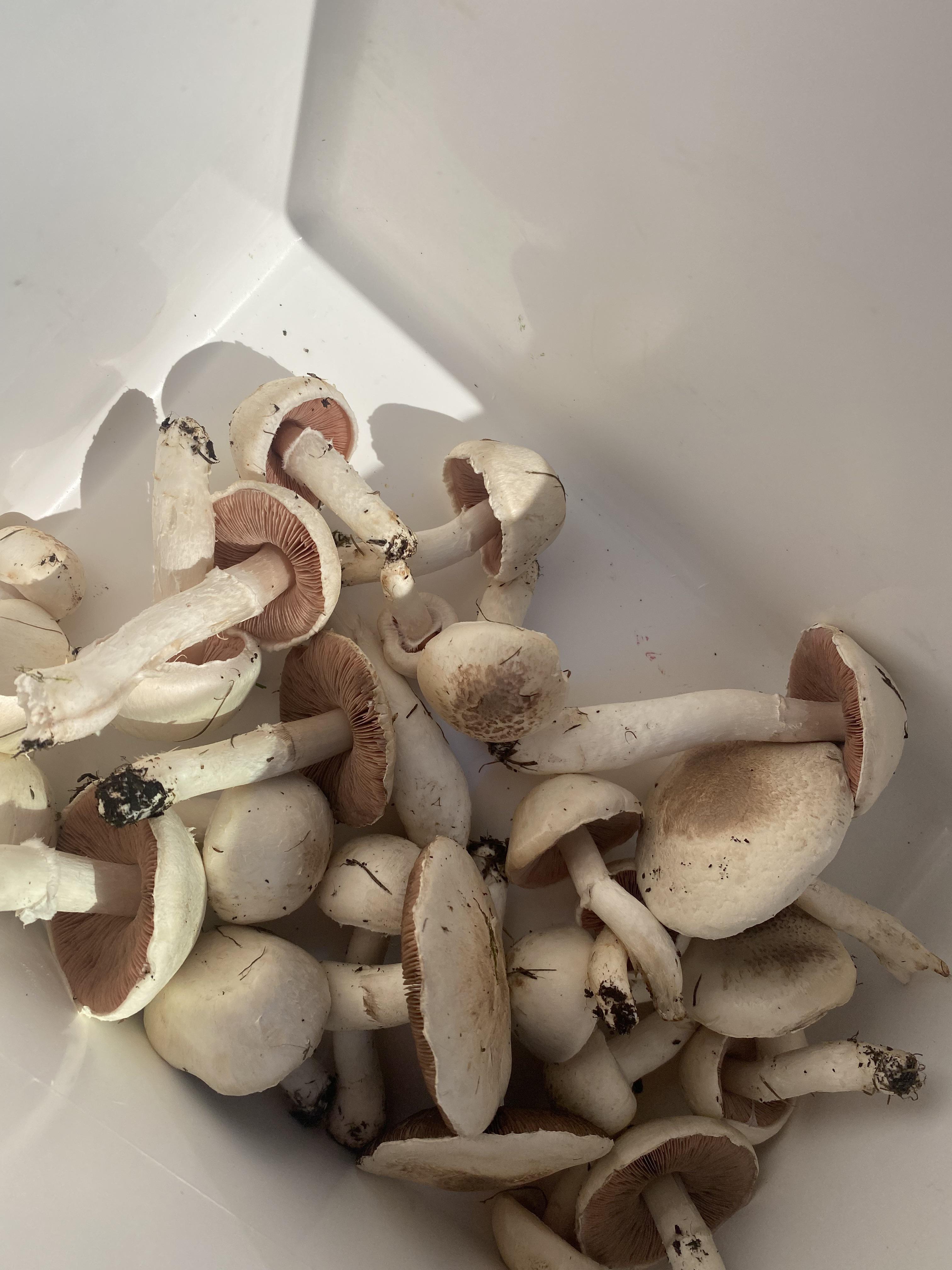 went foraging..do these mushrooms look edible to you, just don’t want