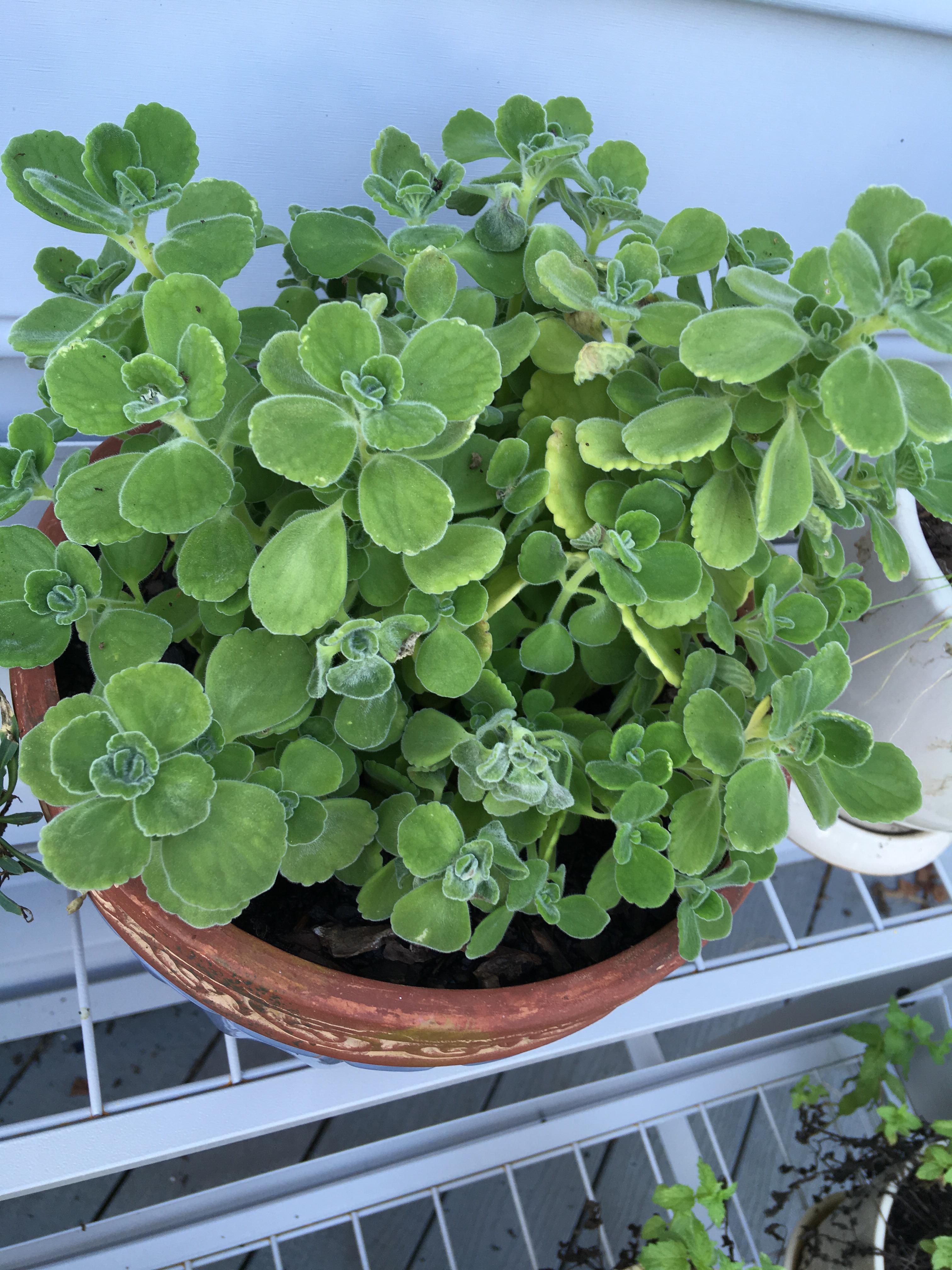 Parts of my cuban oregano have started wilting. I water when dry, and
