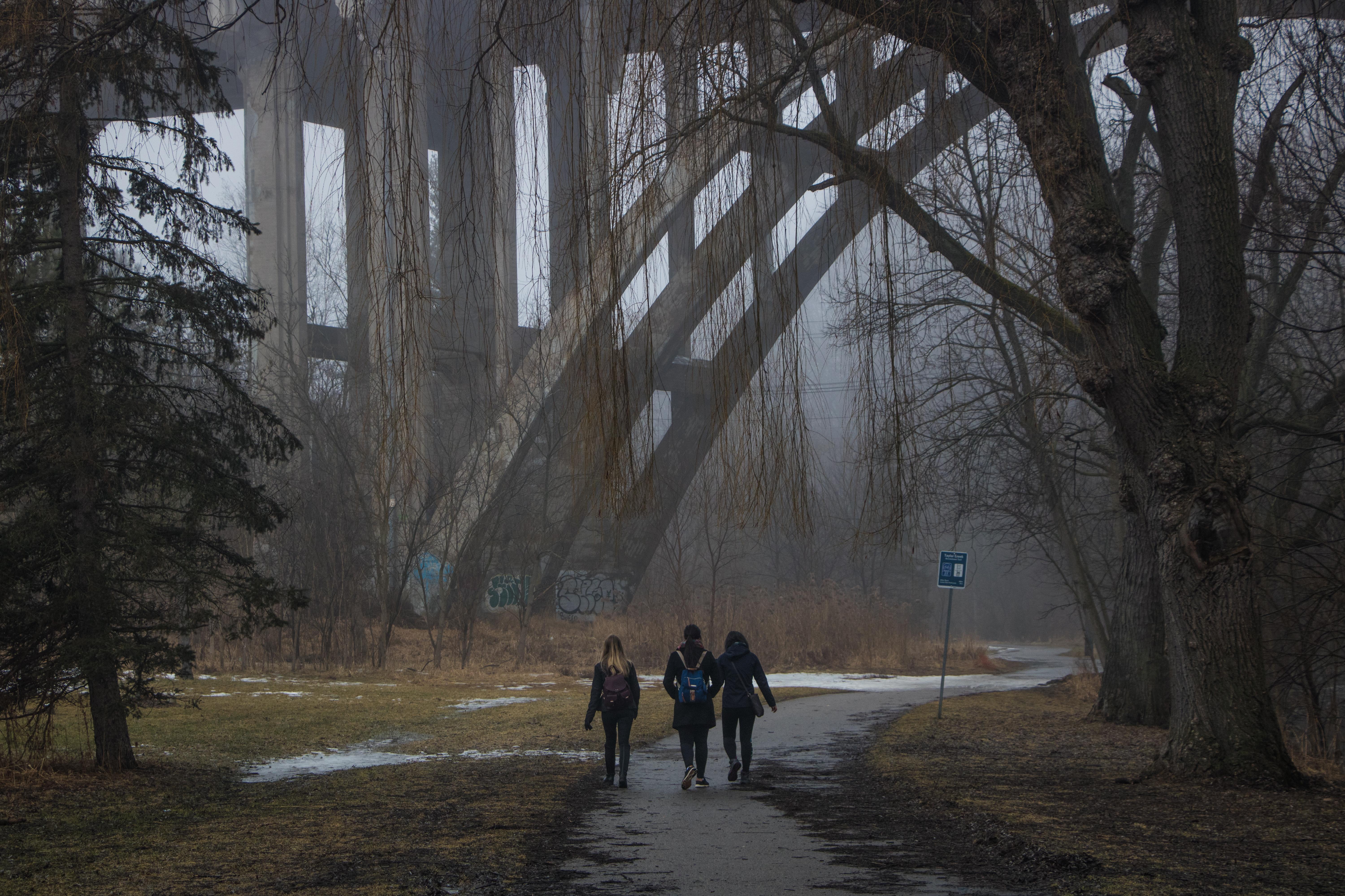 The ravines looked like a horror movie today r/toronto