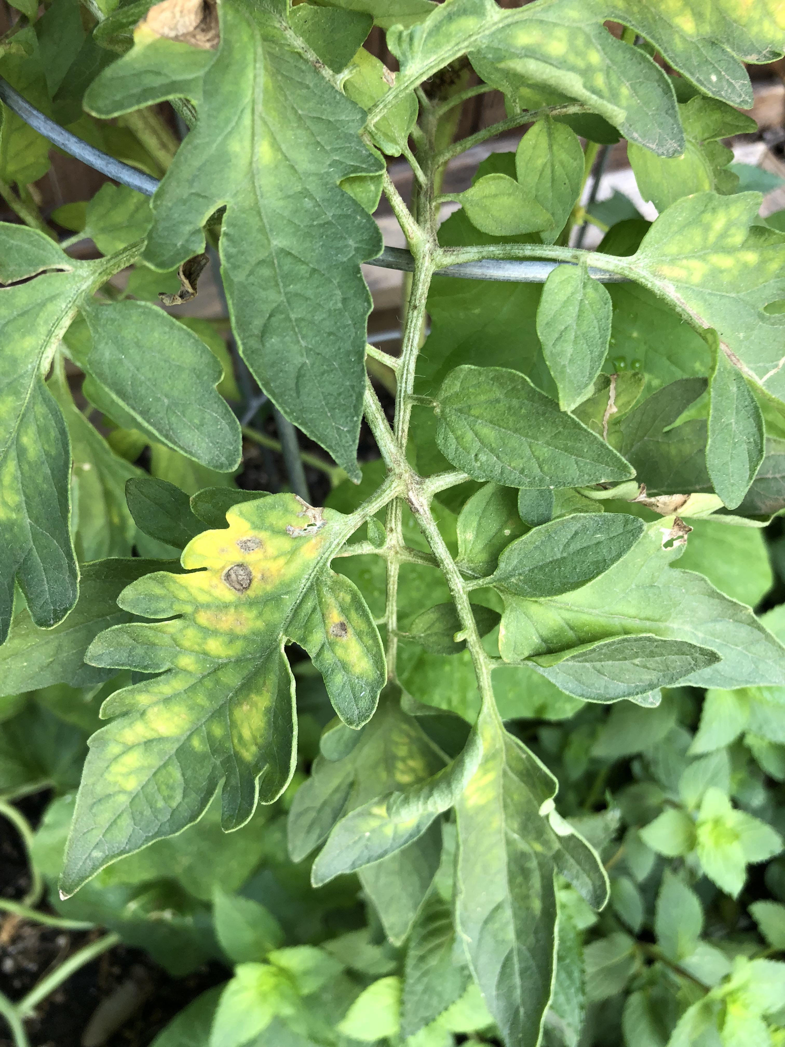 Tomato plants Is this a fungal issue? Too hot in Texas? r/Horticulture