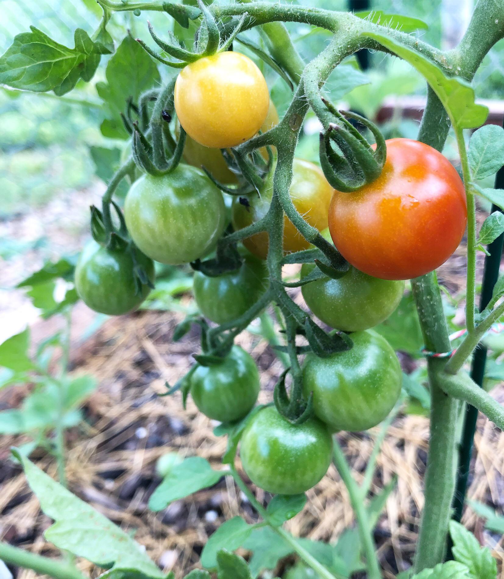 And somehow the best part of a tomato plant is still the smell 🚦 r
