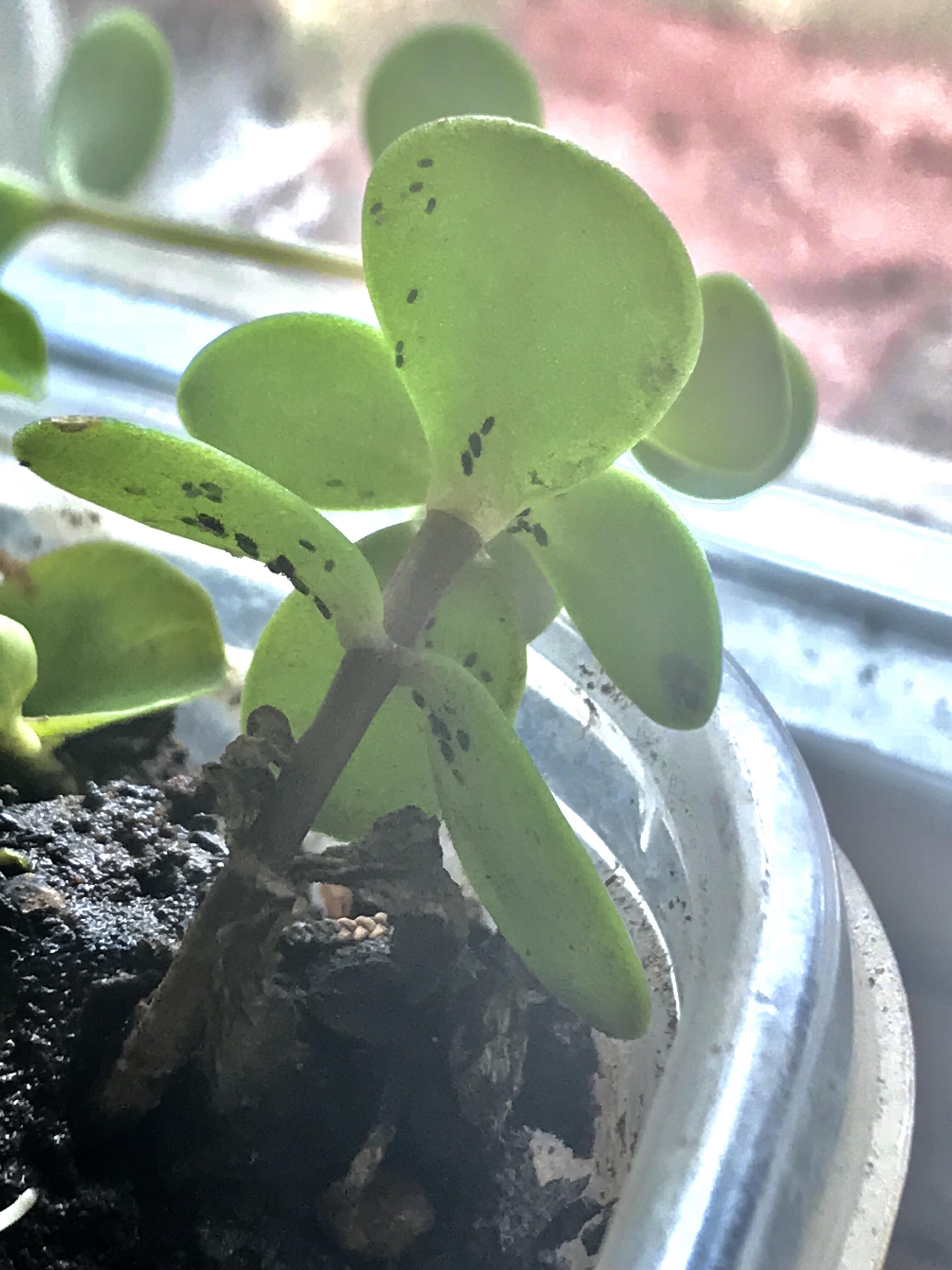 What are these gross black dirt speck looking things!! Aphids? They don