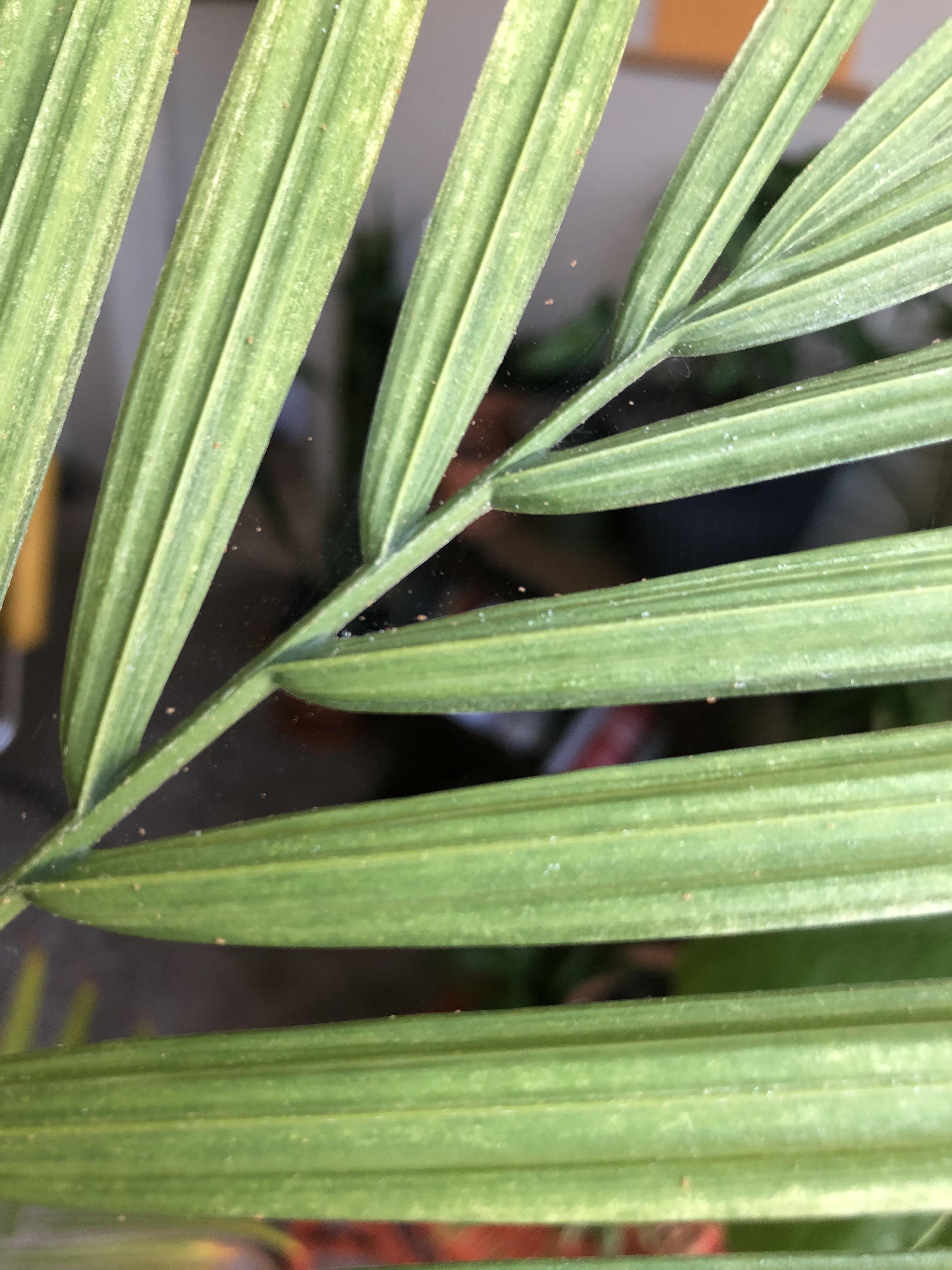 What are these tiny orange bugs on my majesty palm? r/plantclinic
