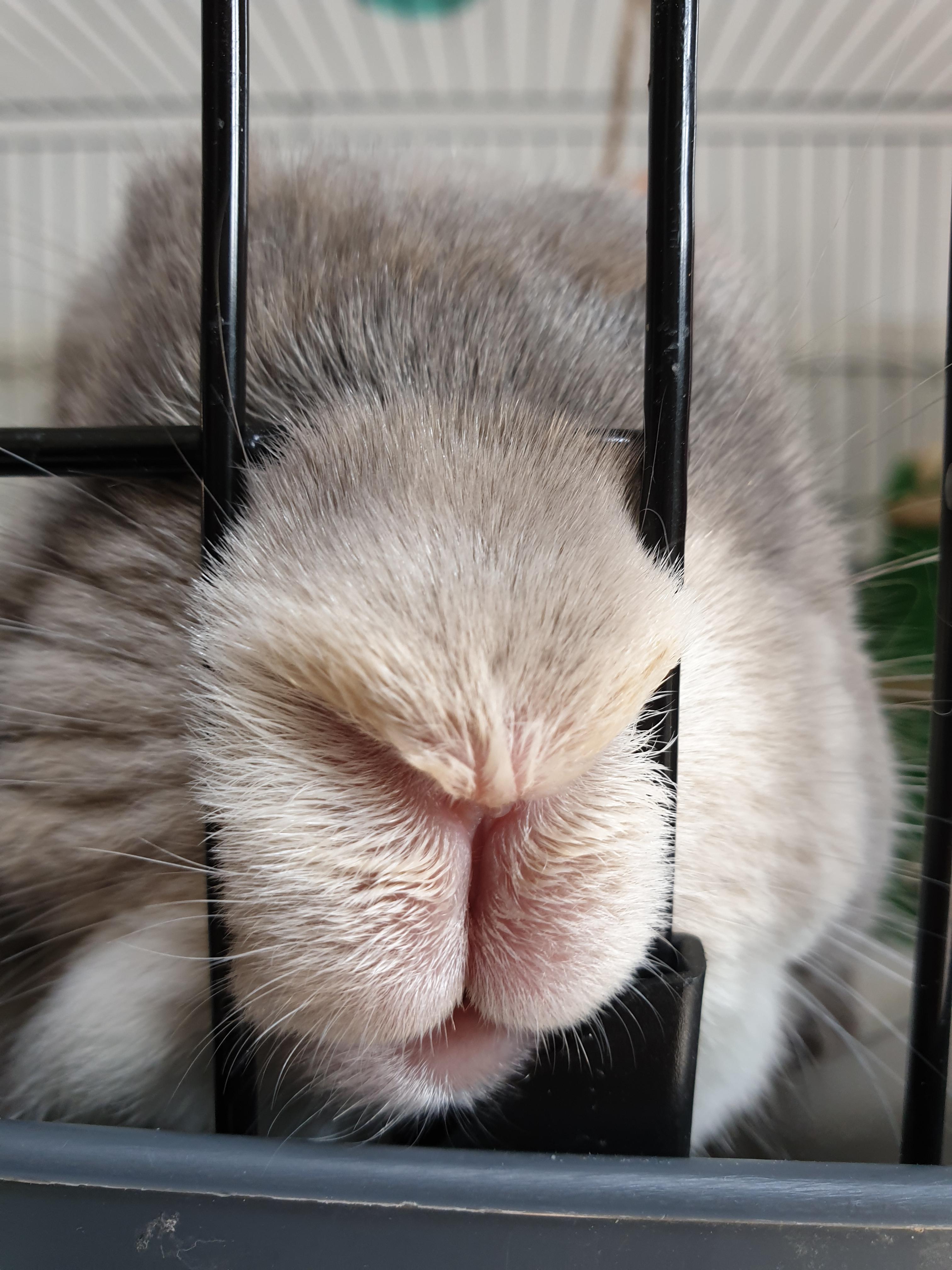 He wants nose rubbies r/Rabbits