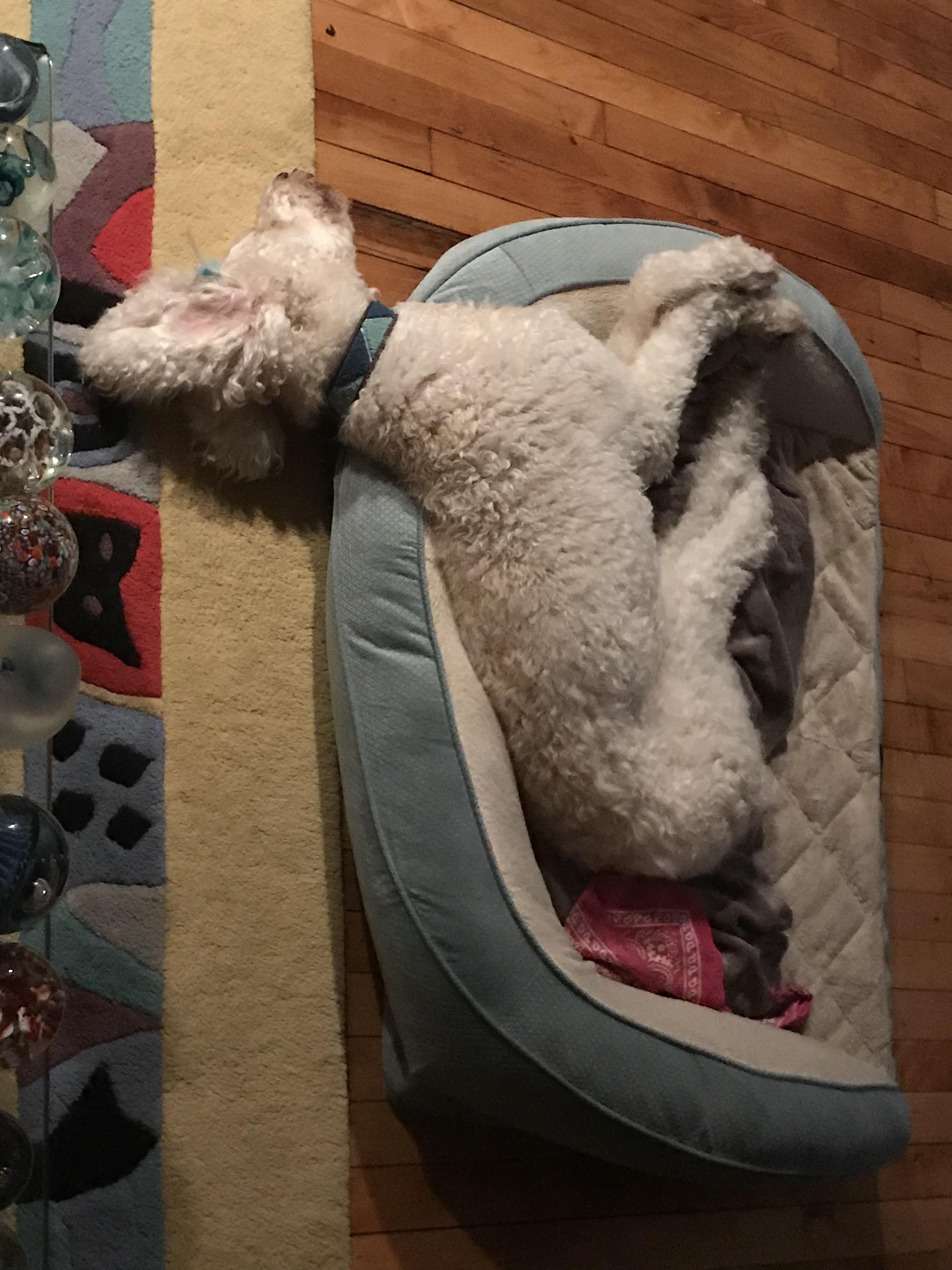 Our smart poodle taking advantage of her large bed r/poodles