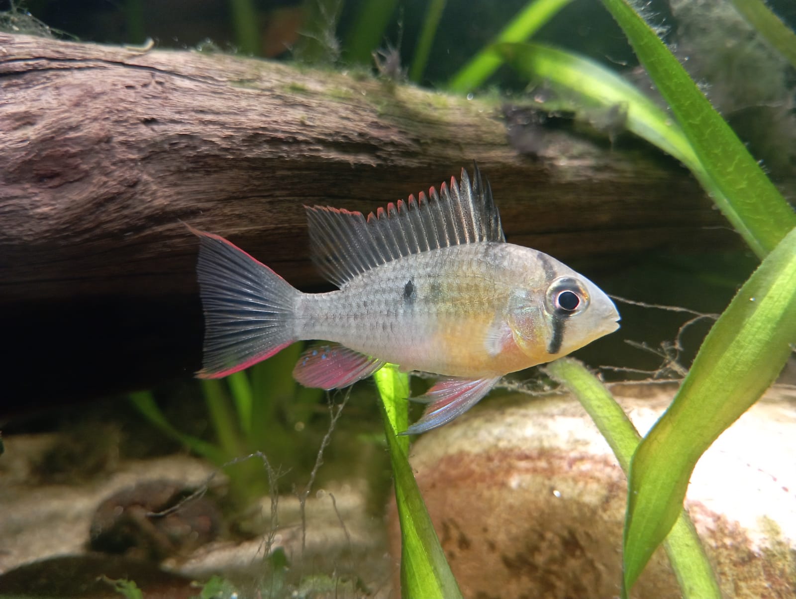 My Bolivian Ram r/Aquariums