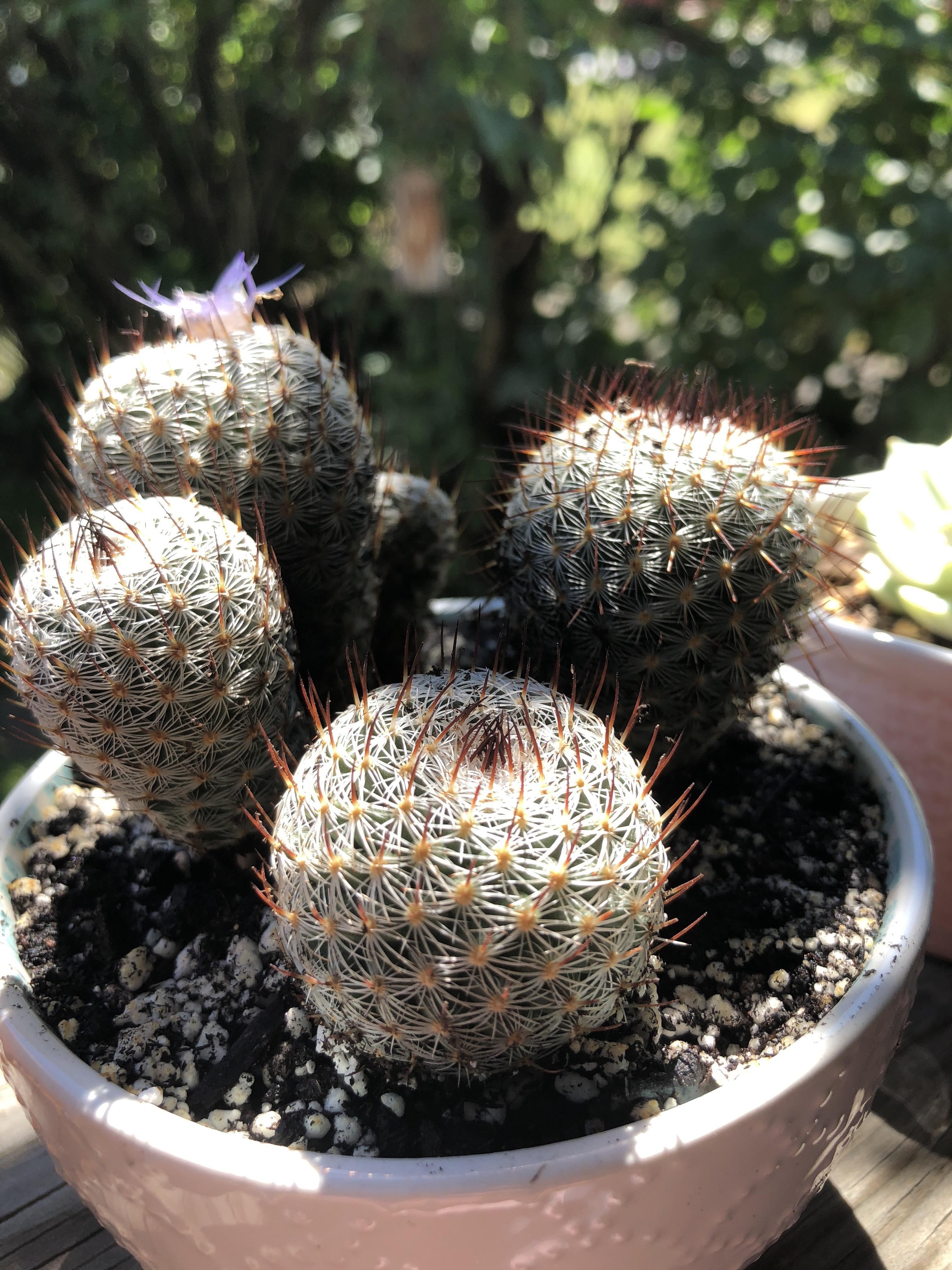 Please help identify this guy. Labeled mammillaria species. I’m still
