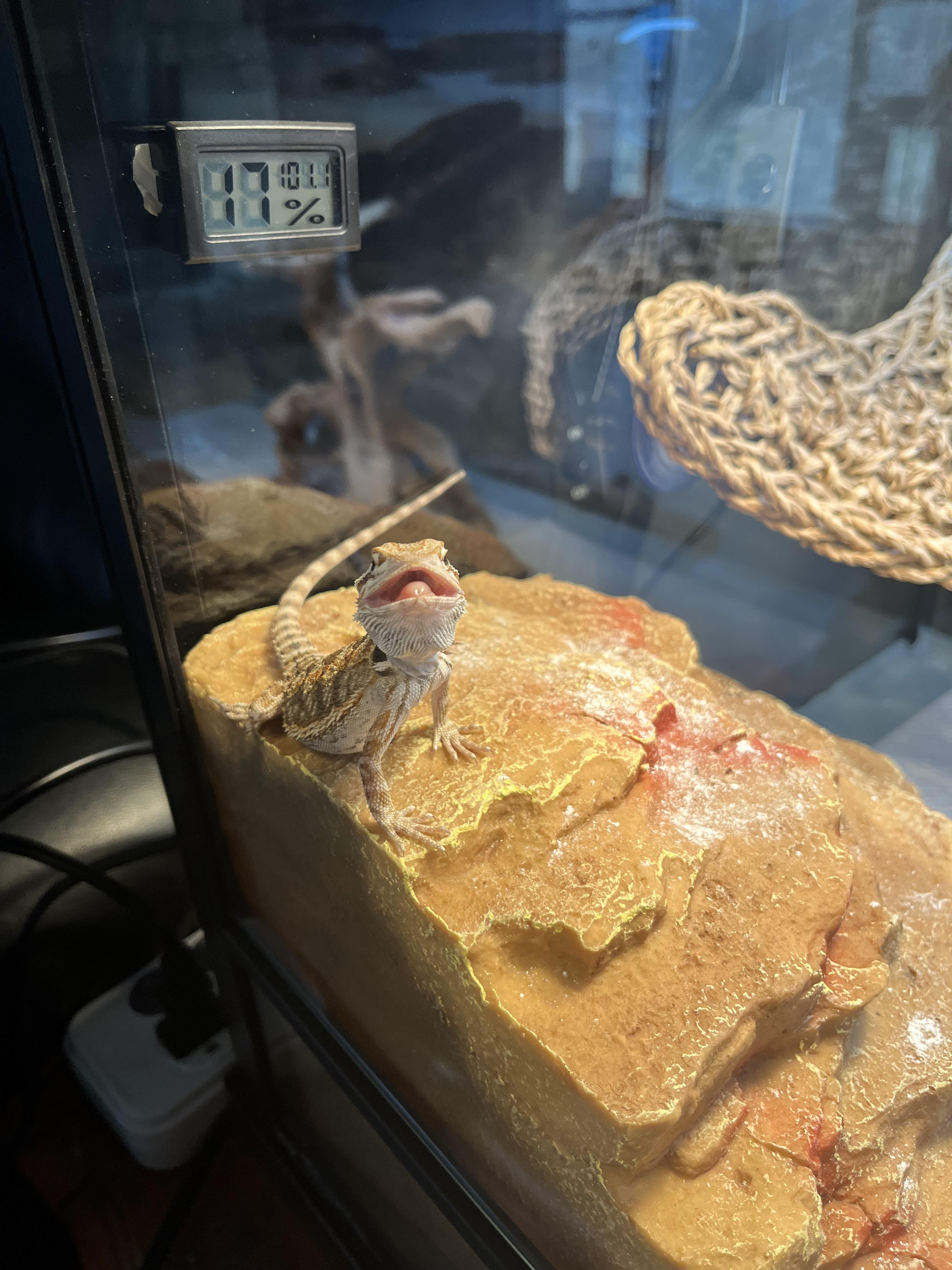 Please help!!! I posted this pic on my Beardie FB group and I got a