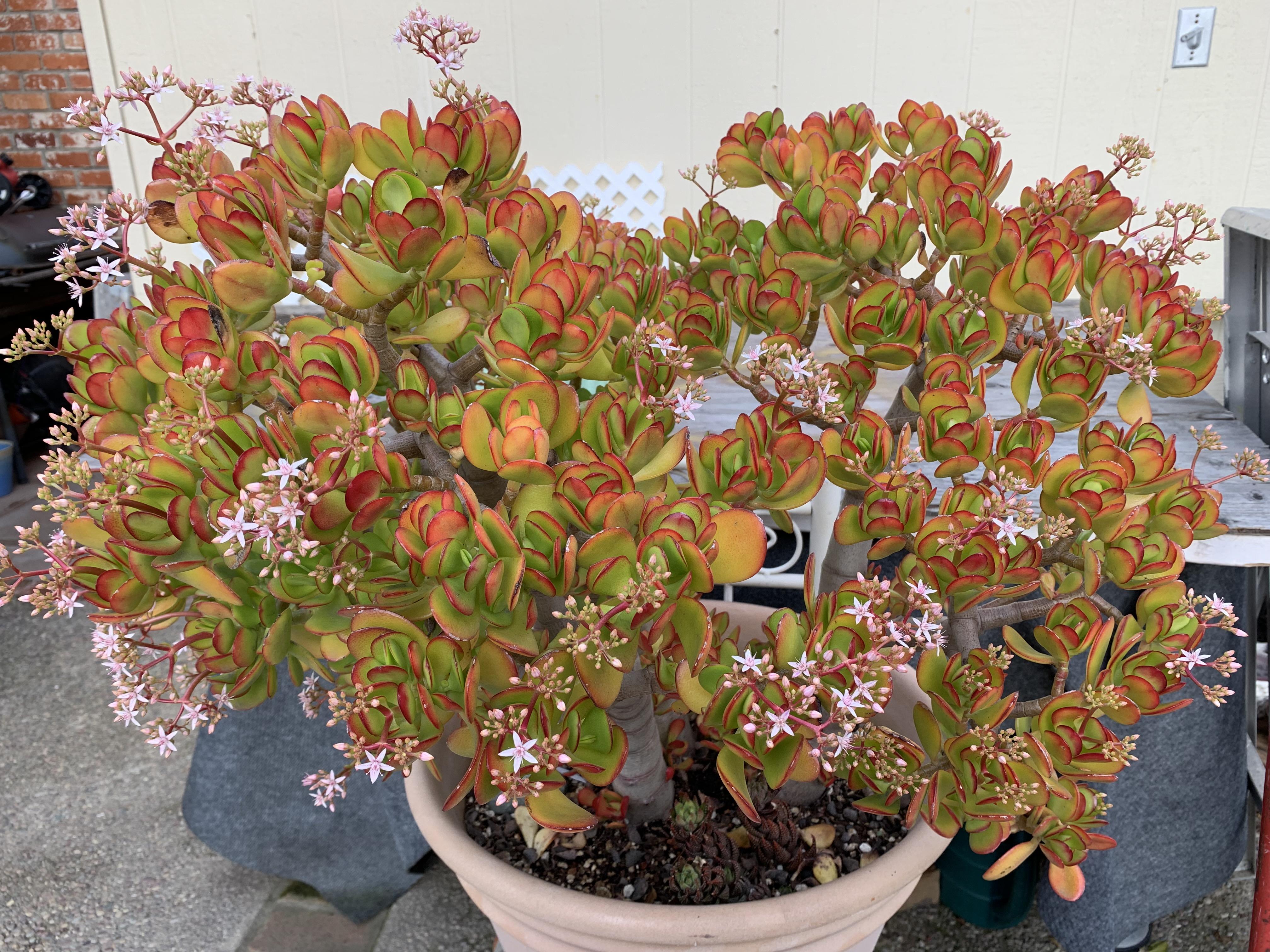 My sunstressed jade blooming r/succulents