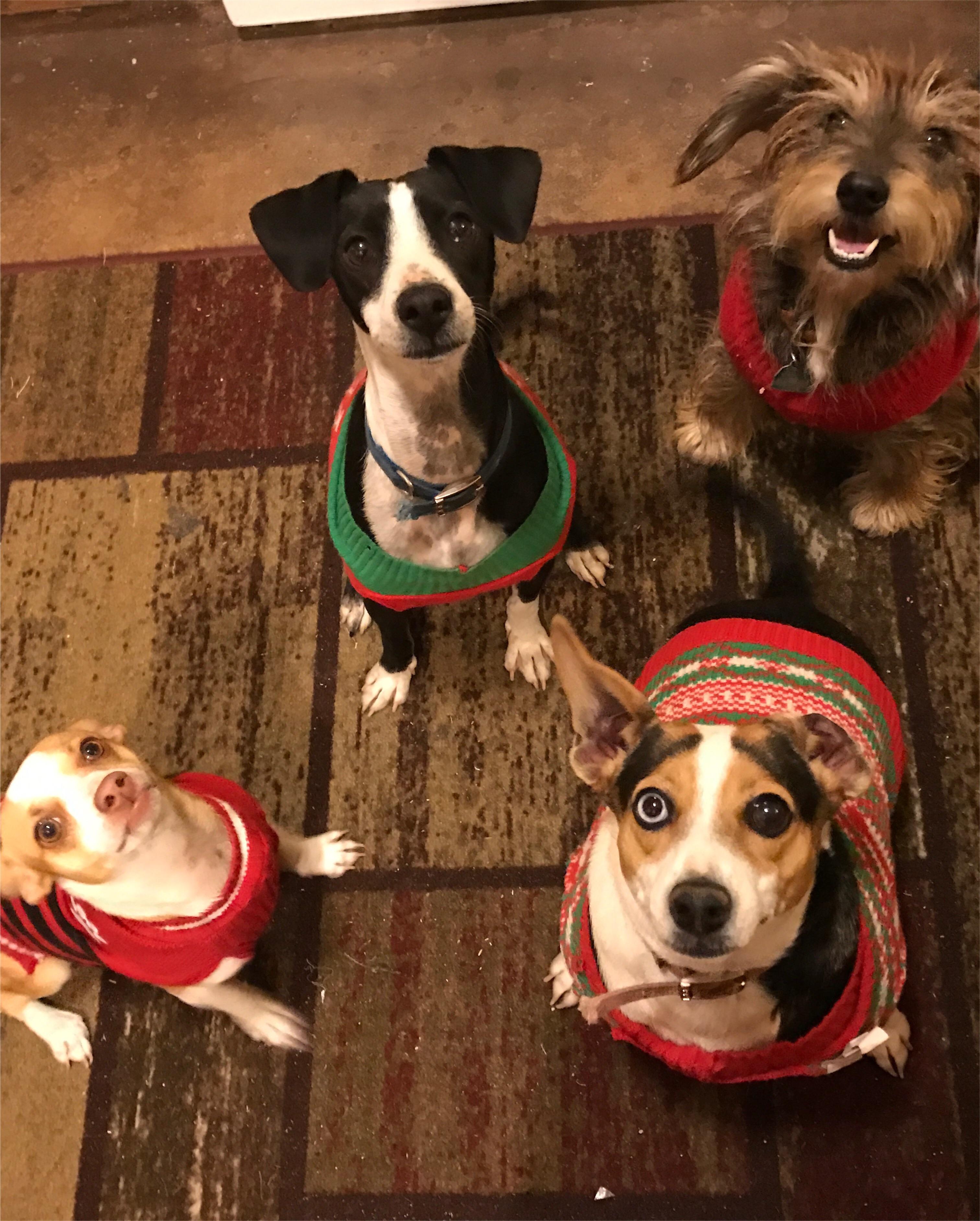 Normally not an advocate for animals in clothes because most animals