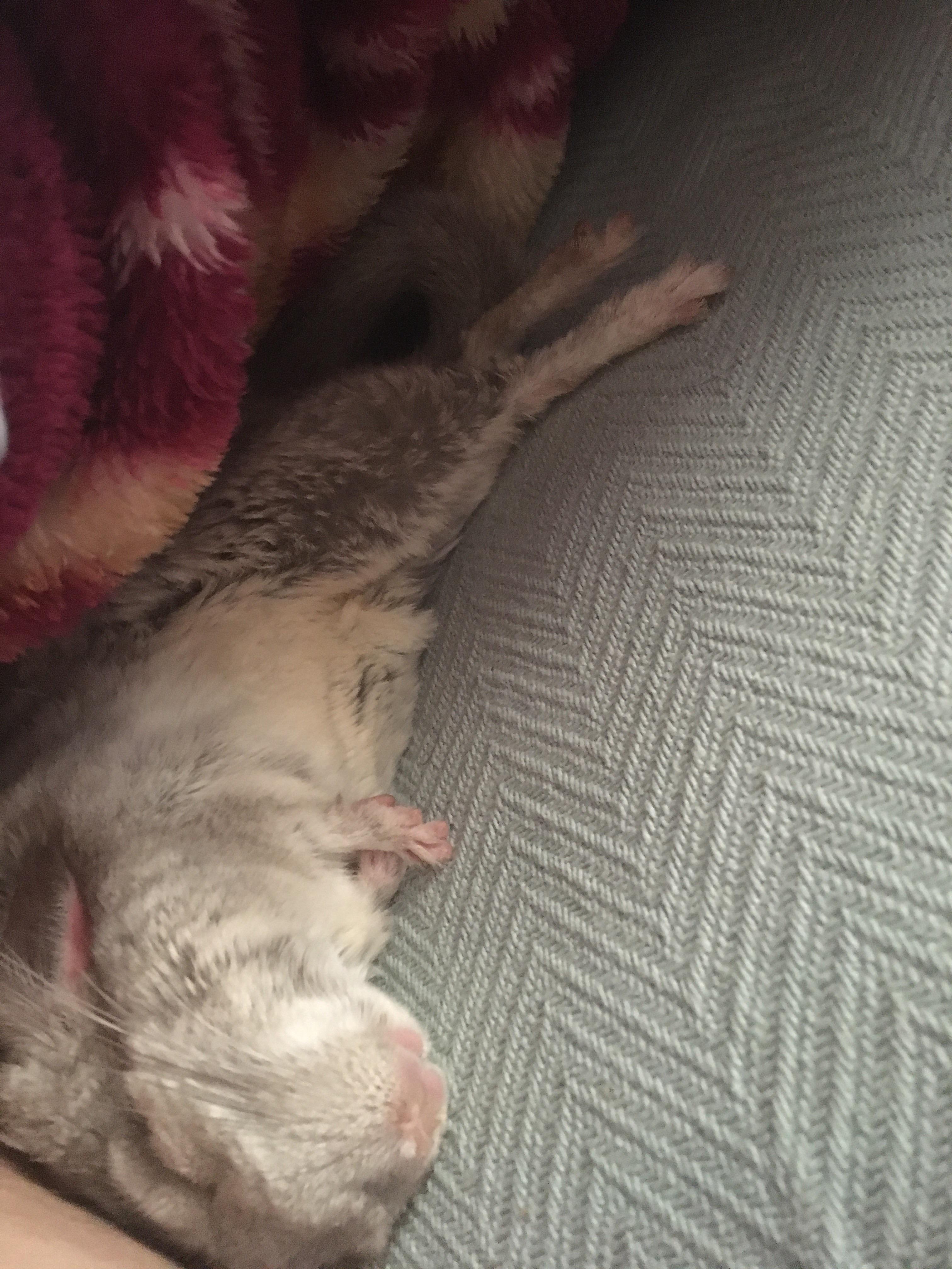 A Chinchilla who sleeps like a human r/chinchilla