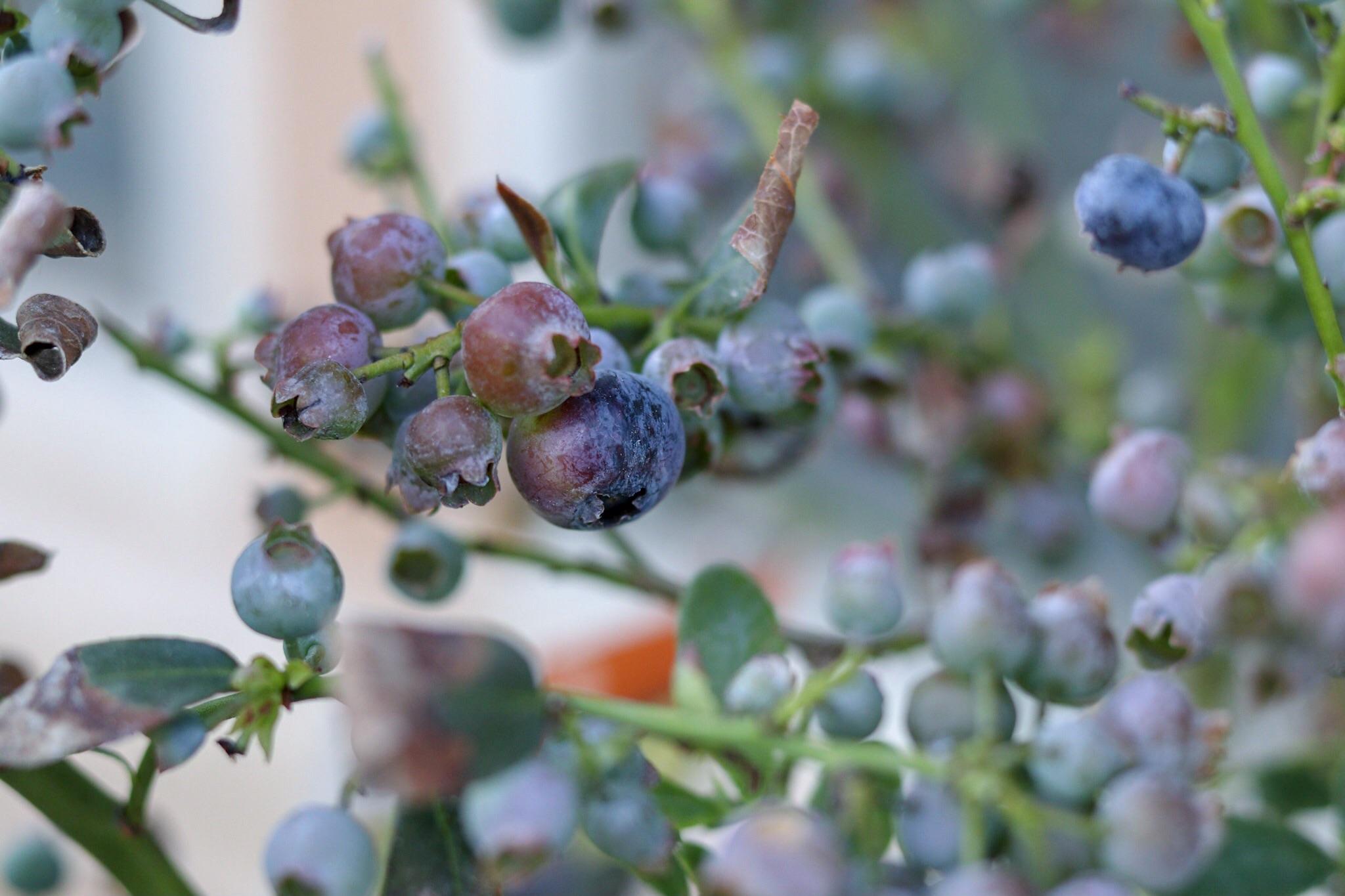 I’m new to the blueberry world but, they are progressing nicely