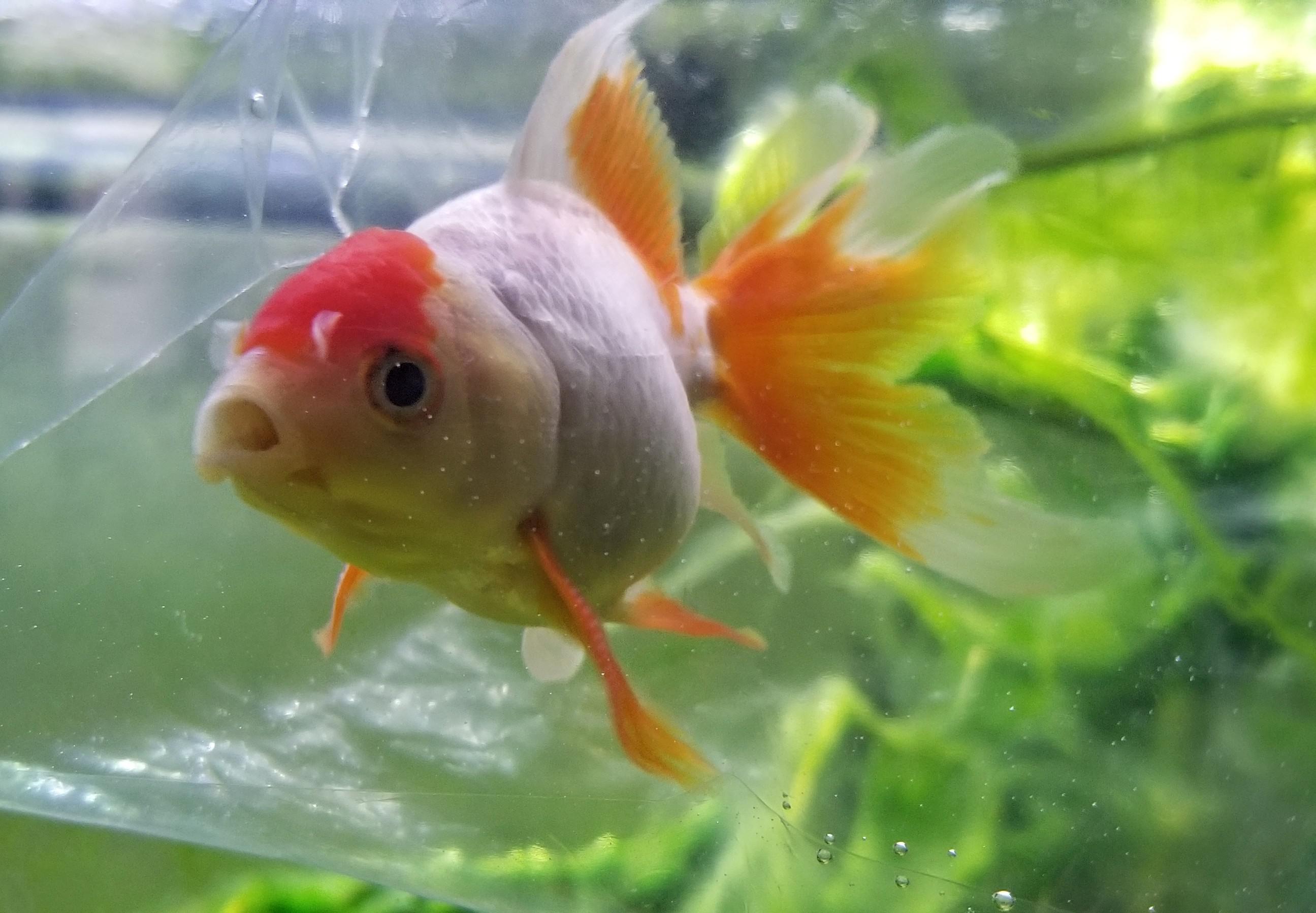 Just picked up this Craigslist goldfish! r/Goldfish