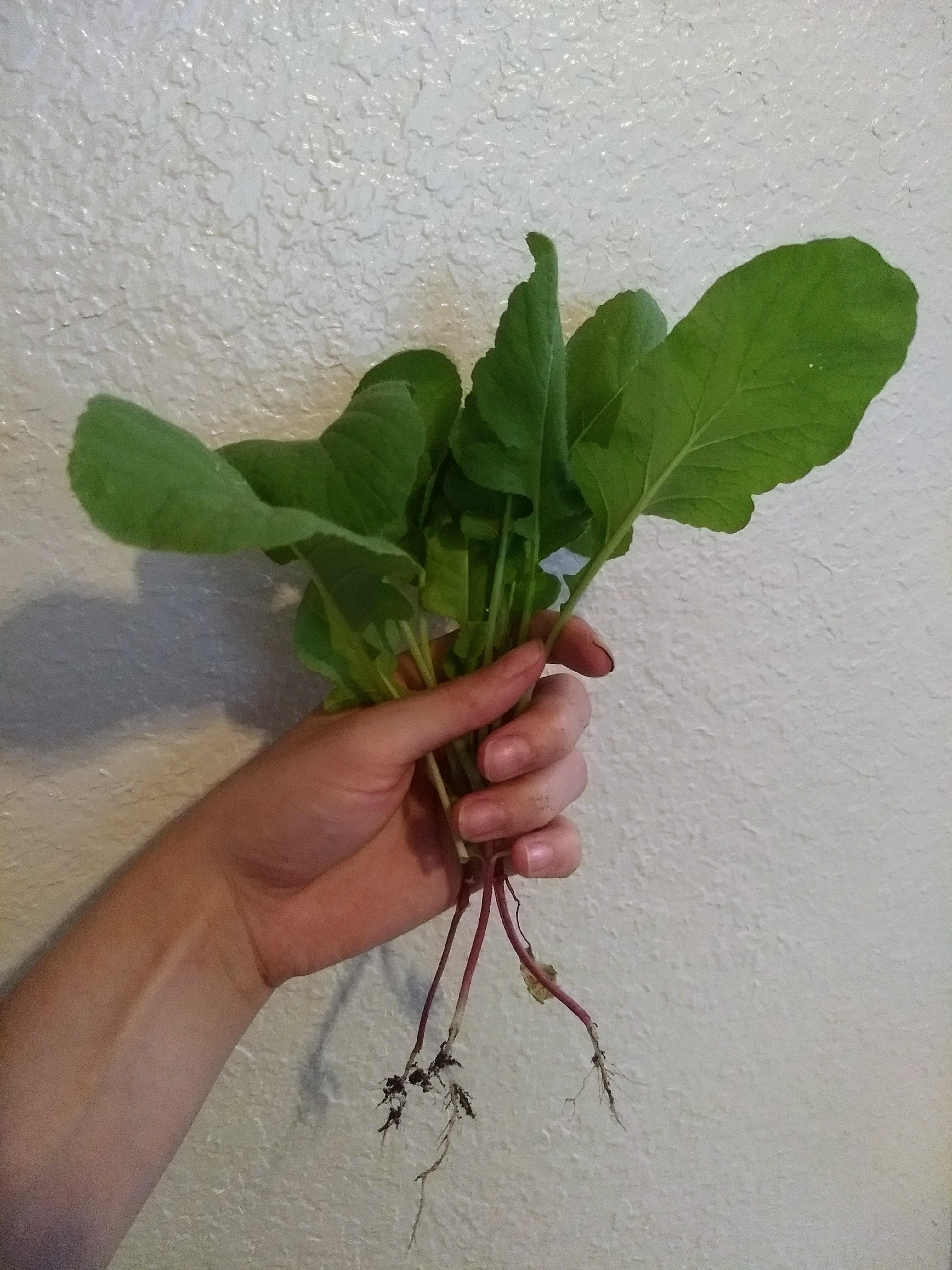 I planted radish seeds about a month ago. 100 leaves, 0