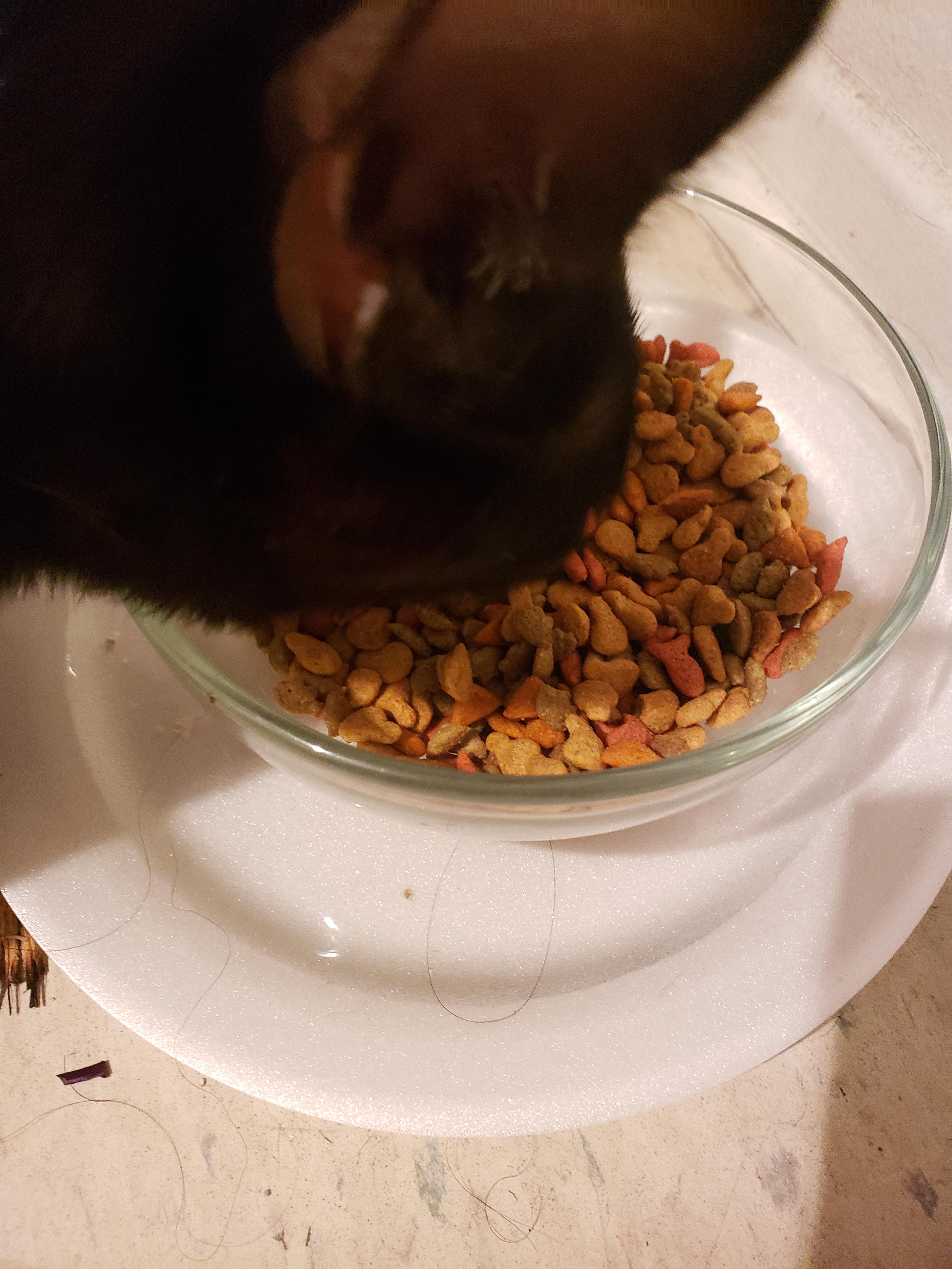 Place a bowl over a flat plate with water and the ants won't get to the