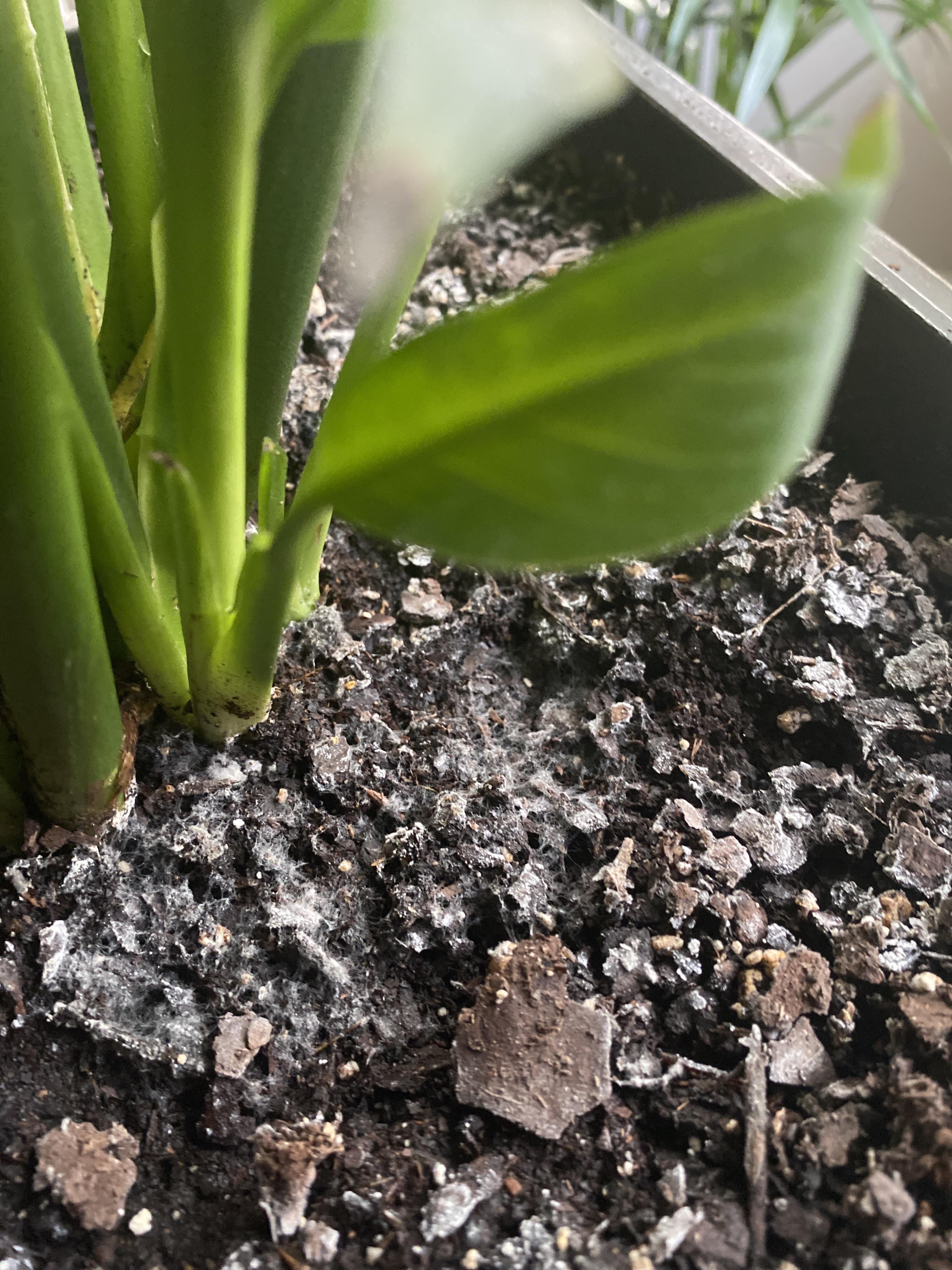 A white fungus is on top of my peace Lily’s soil. How do I get rid of