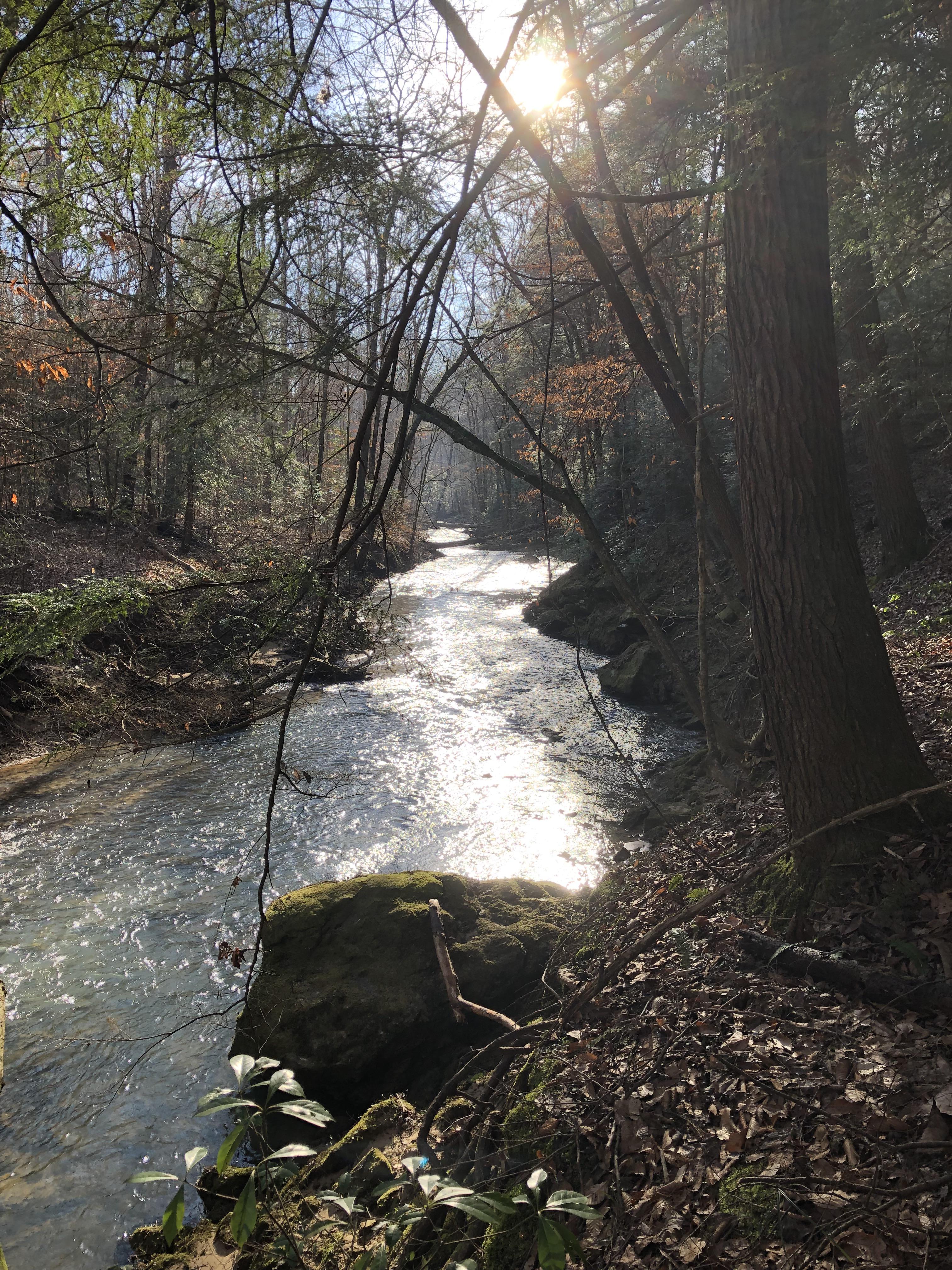 Sipsey wilderness in the Bankhead National Forest, Northern Alabama this past weekend. Had a lot