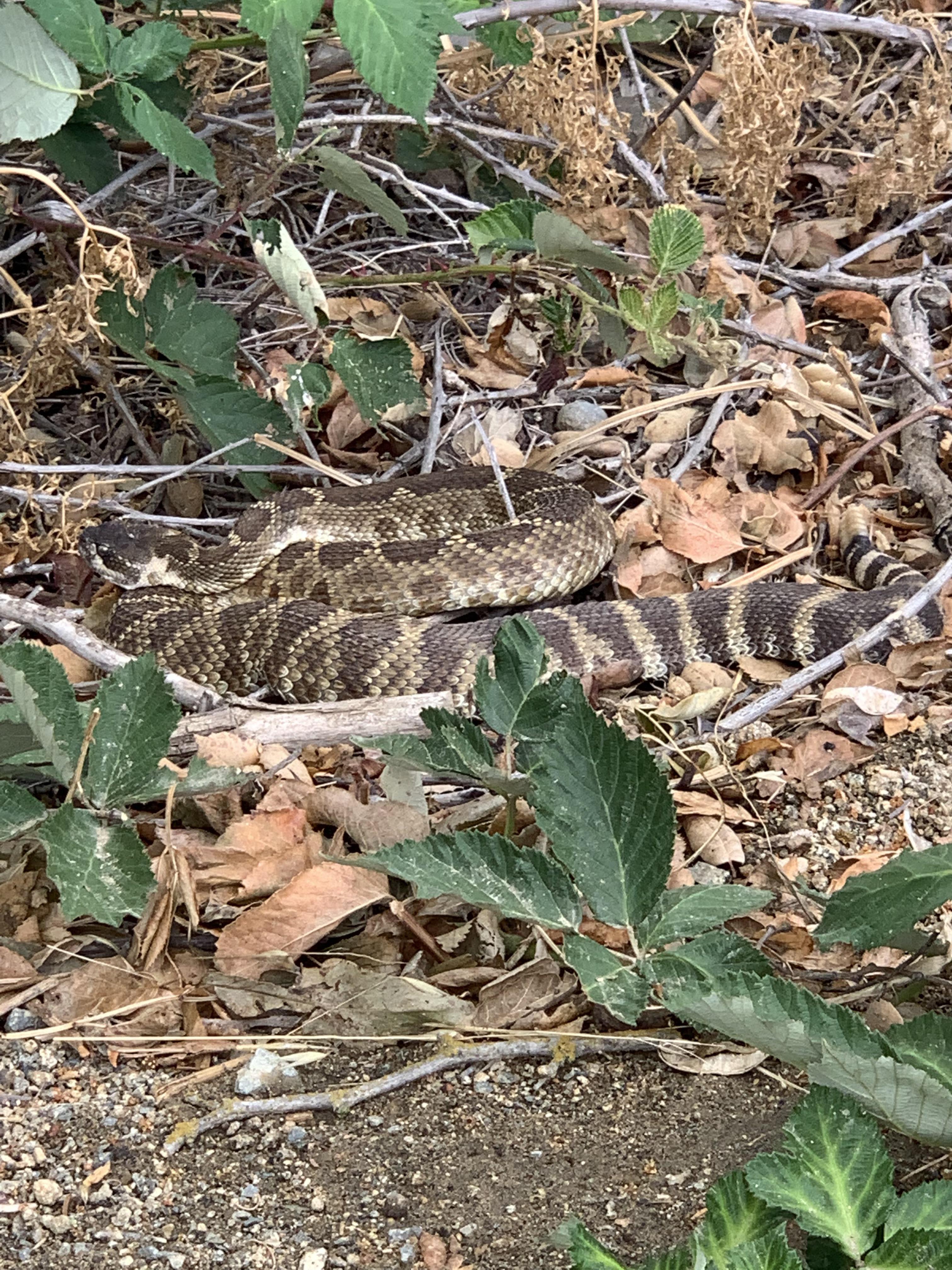 Another rattlesnake on the river trail right by sac state. This one is