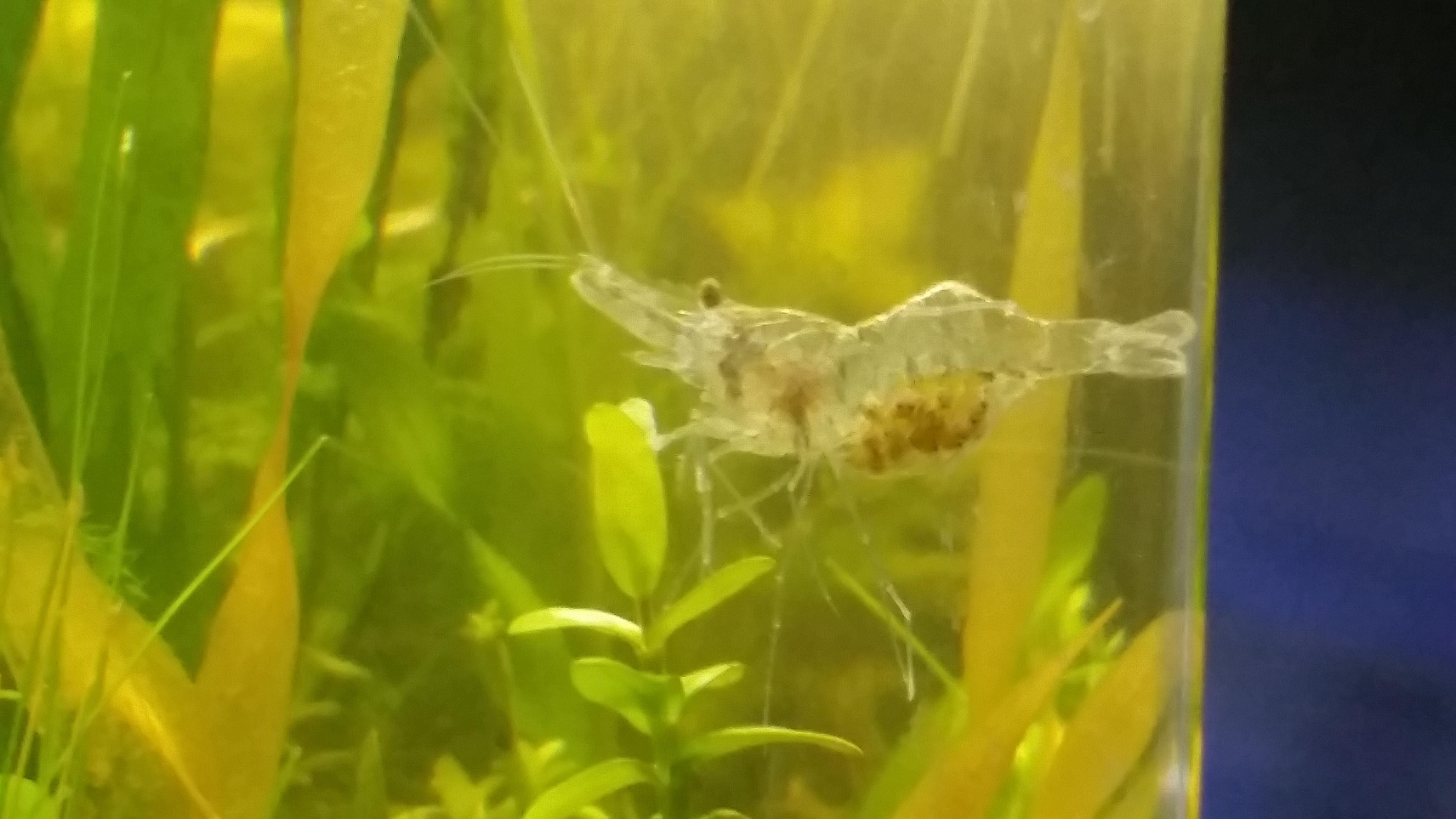 How long are ghost shrimp typically holding babies? Picked her up last
