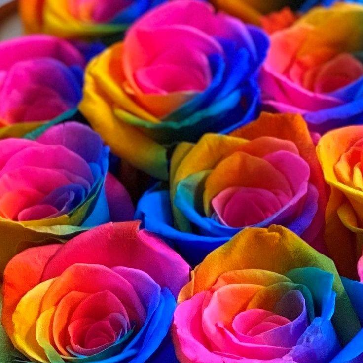 Rainbow Roses (Dyed) r/flowers