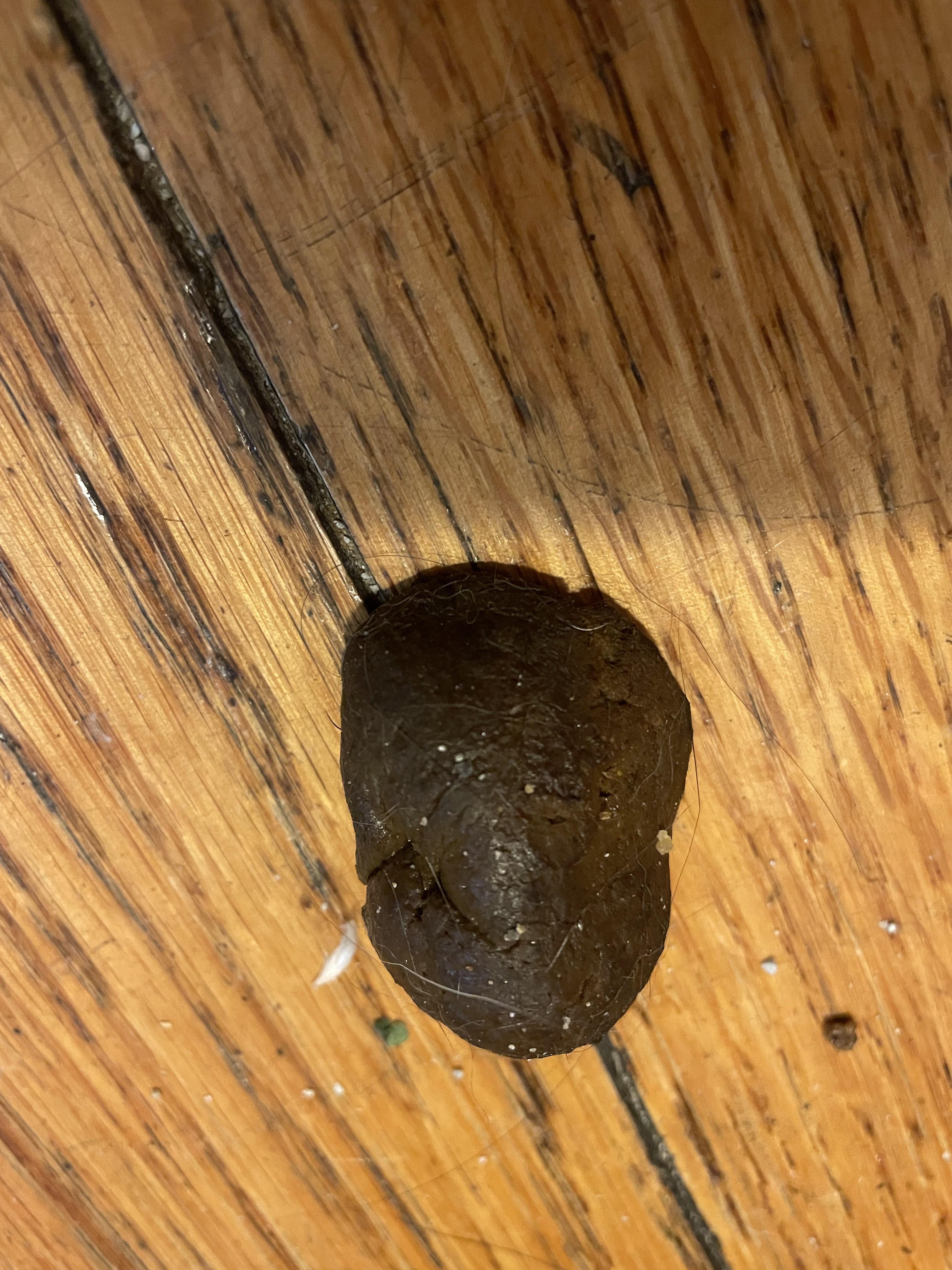 Human Poop On The Floor